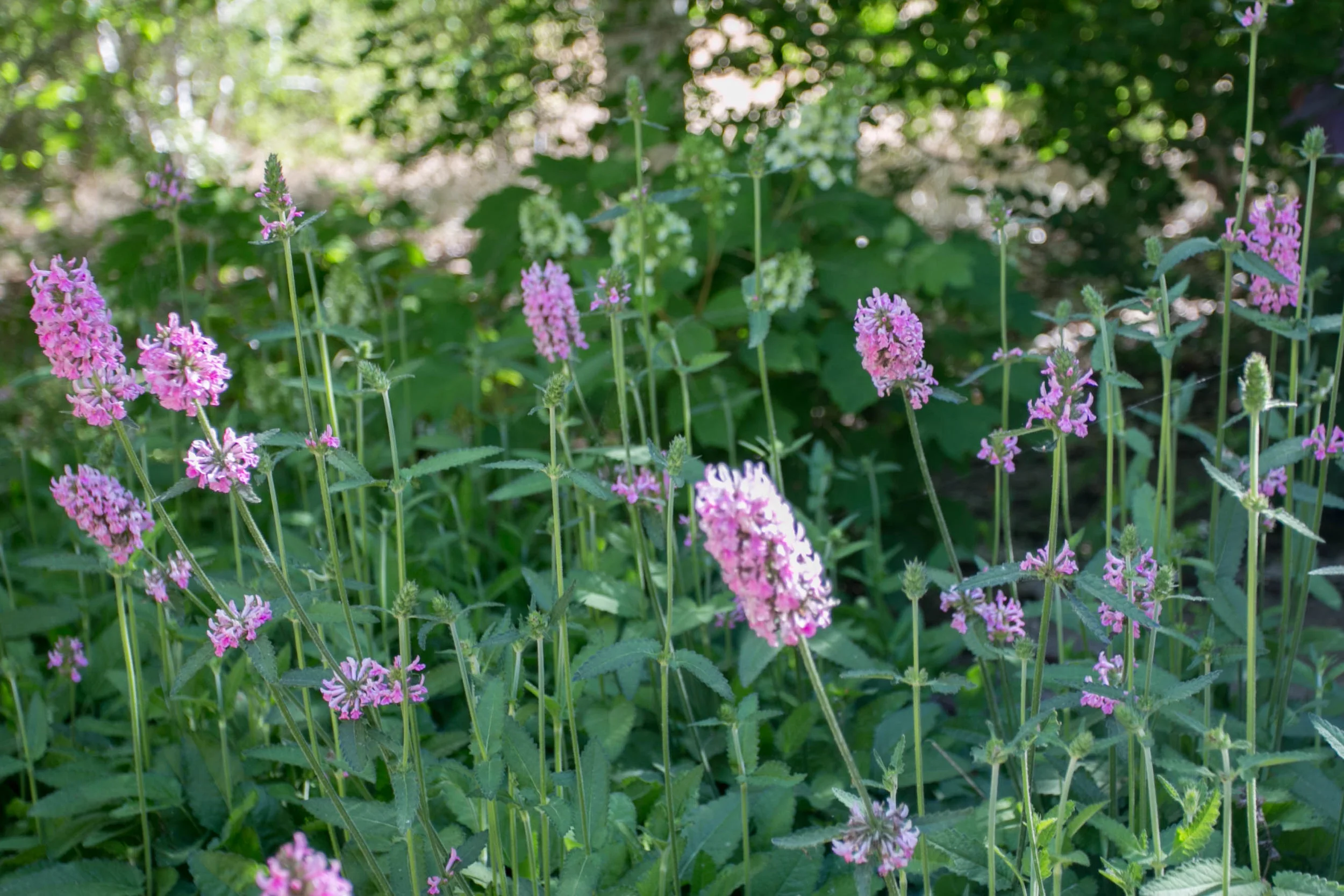 Wood Betony (Stachys officinalis)