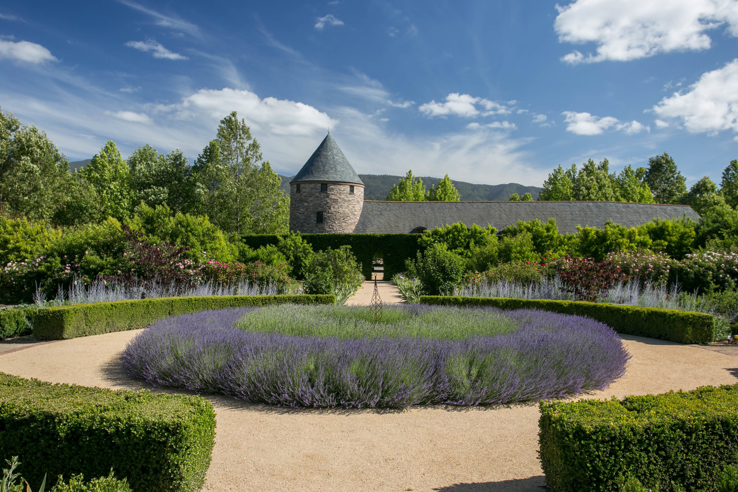 Garden Lavender.jpg
