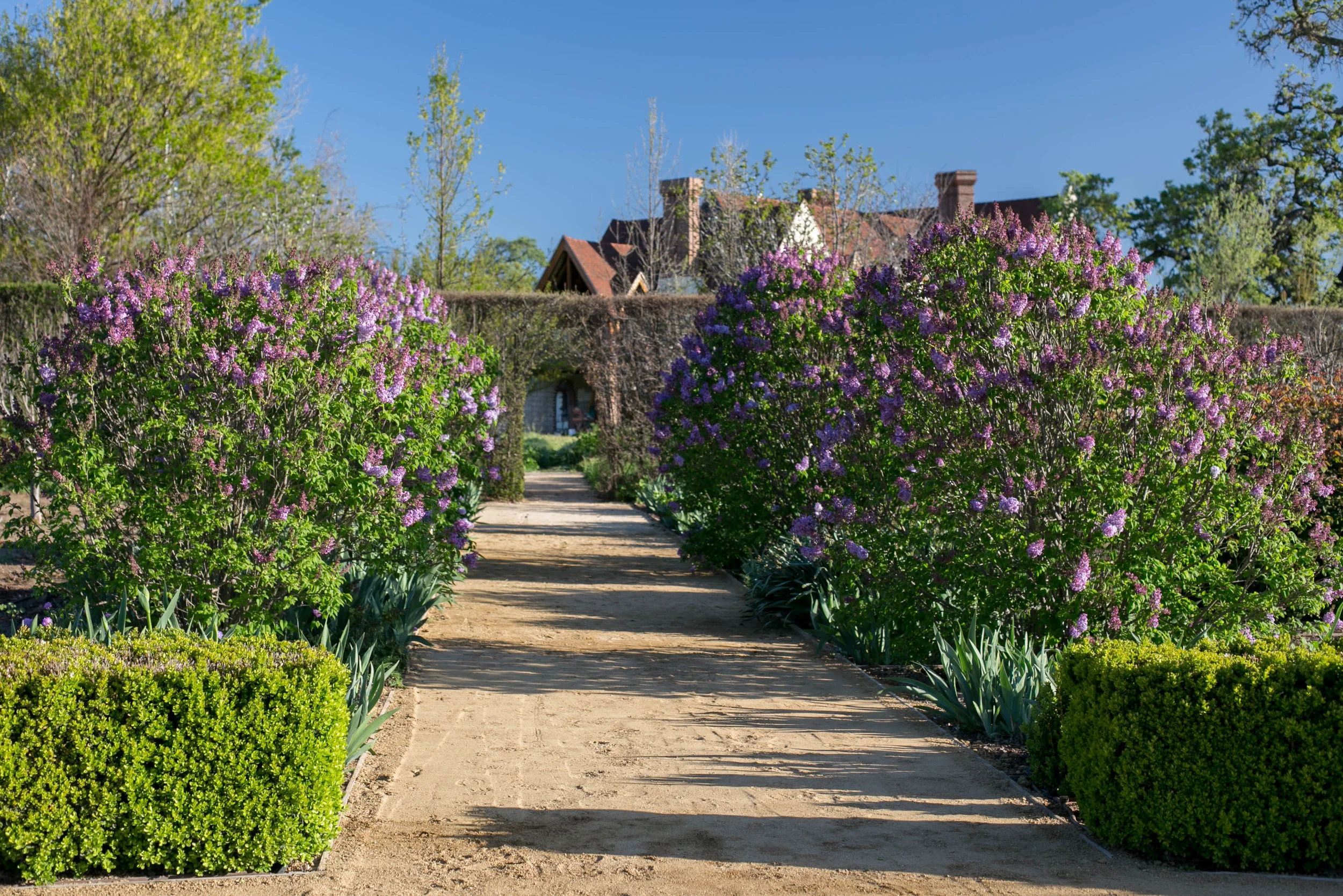 Garden mid March with the Lilacs in bloom