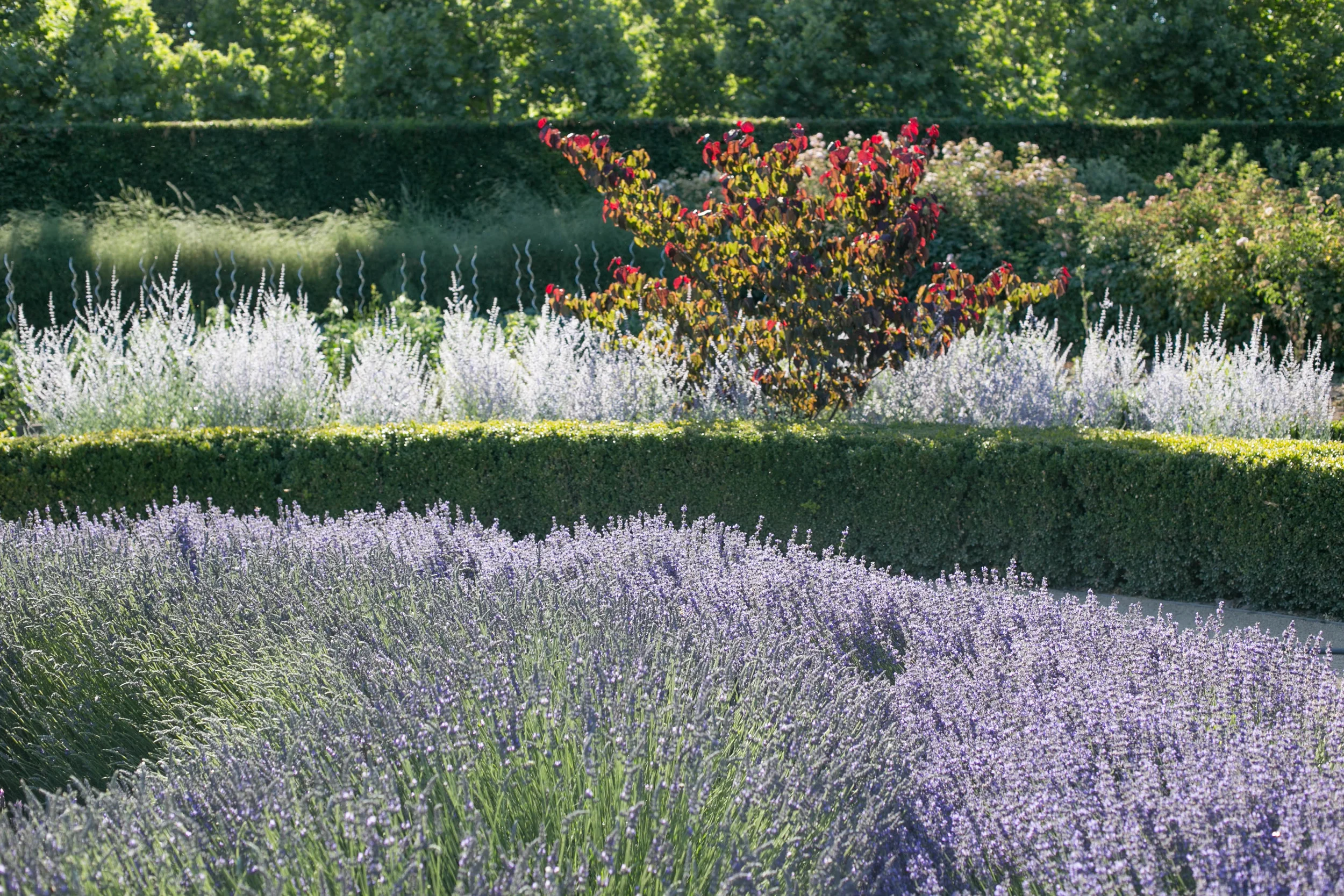 Kitchen Garden - starting in the front - Lavender, Boxwood, Russian Sage, Eastern Redbud 'Forest Pansy", Tomatoes (spirals), Asparagus, Hornbeam (hedge), Sycamore