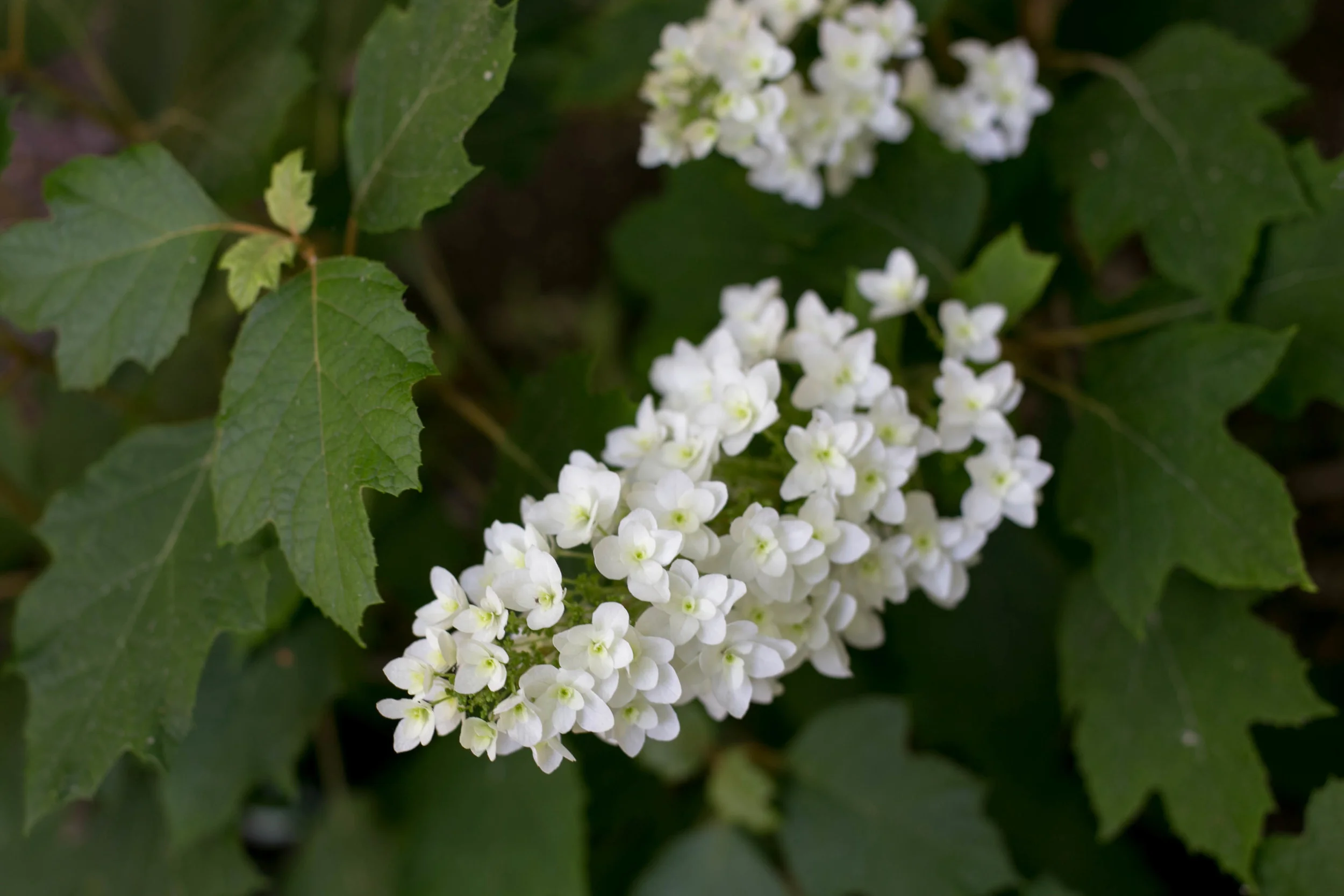 Oak Leaf Htdrangea (Hydrangea quercifolia 'Snow Queen')