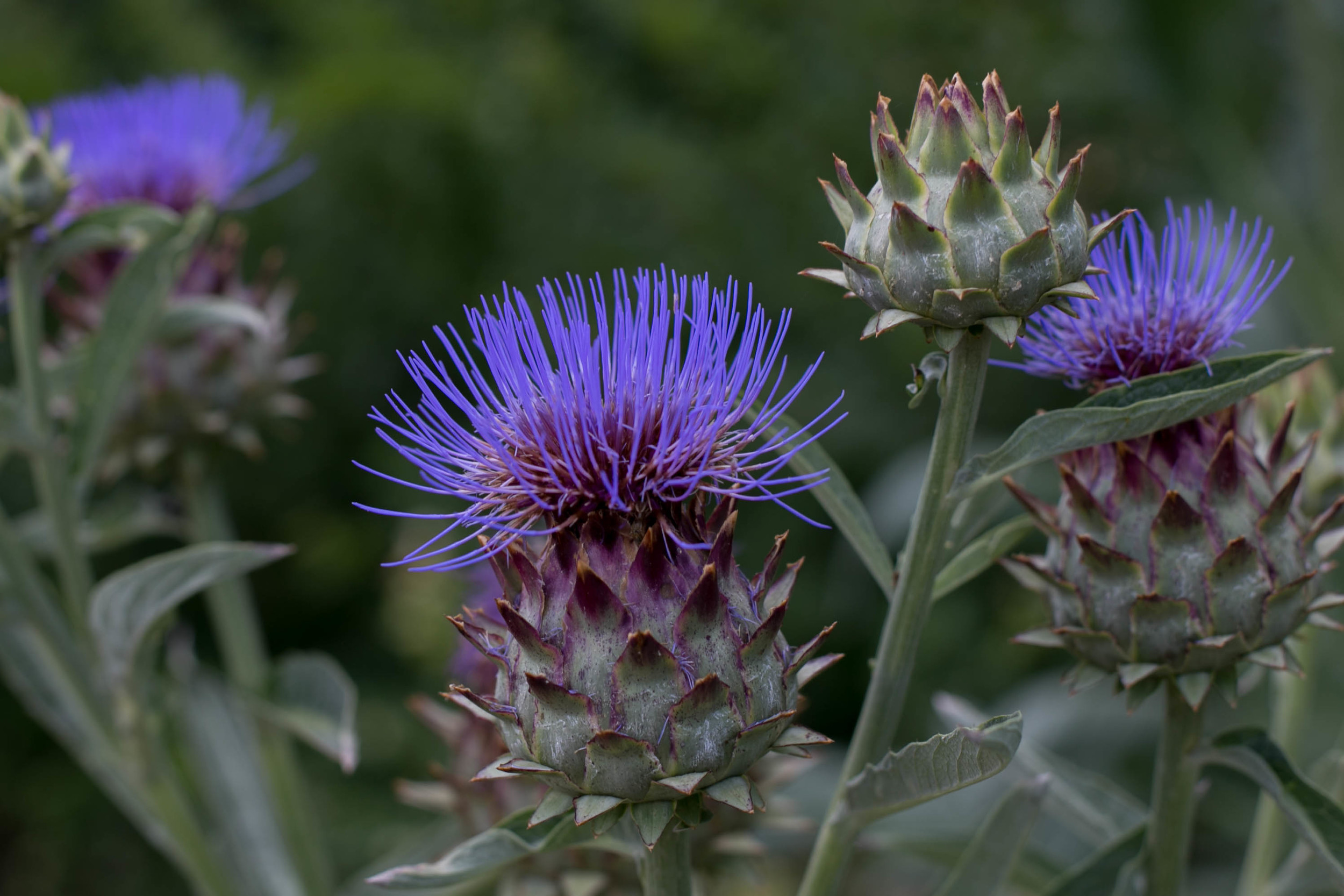 Cardoon or Artichoke Thistle (Cynara cardunculus)