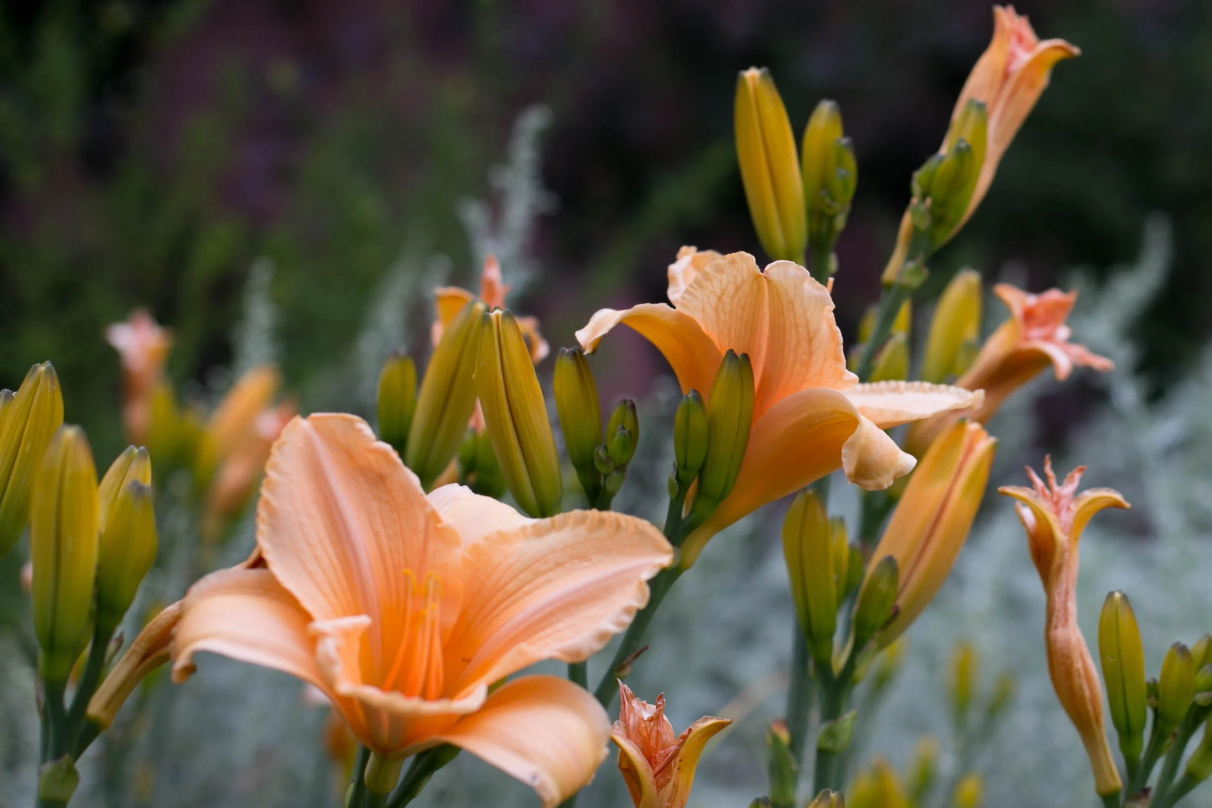 Daylily (Hemerocallis)