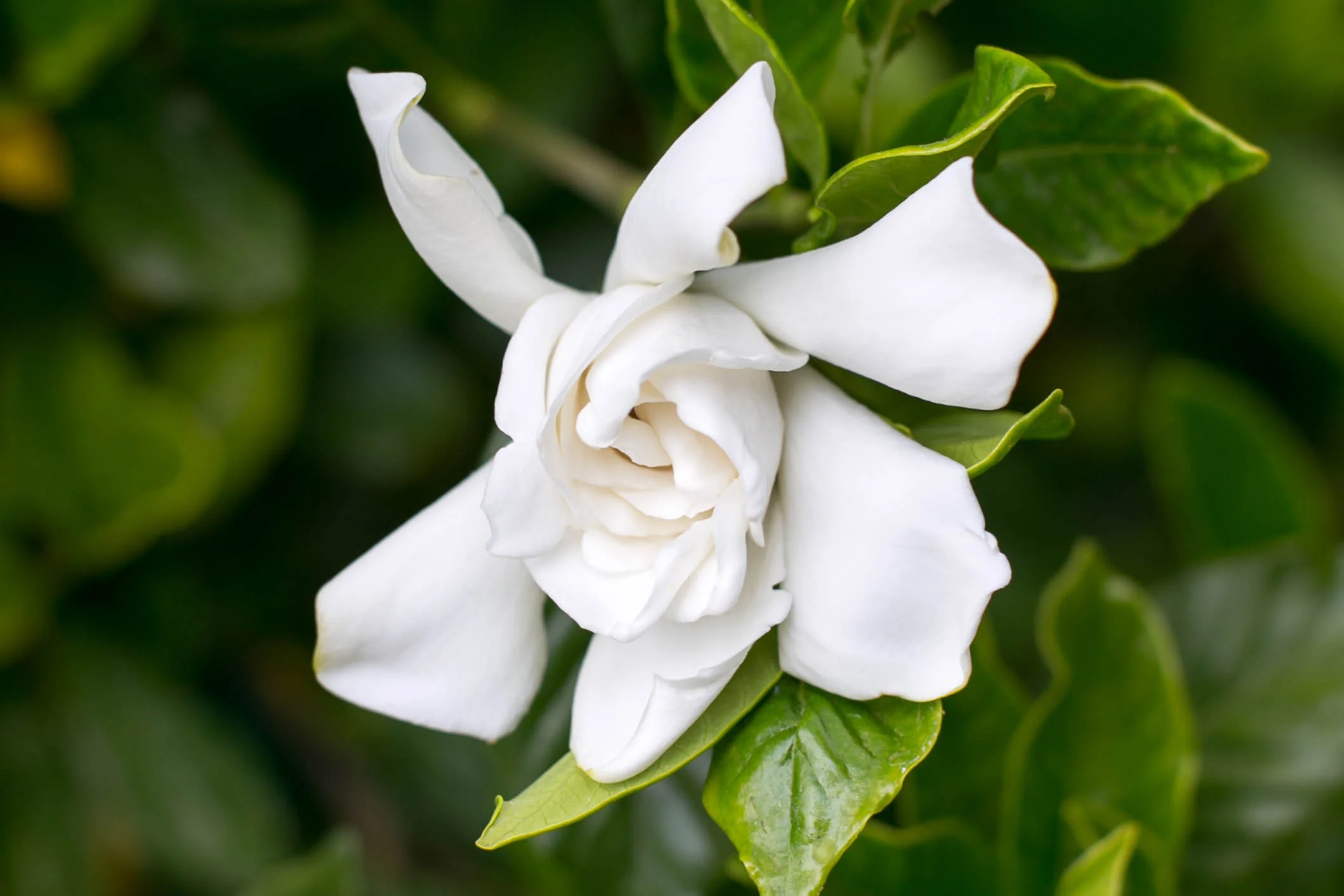 Gardenia