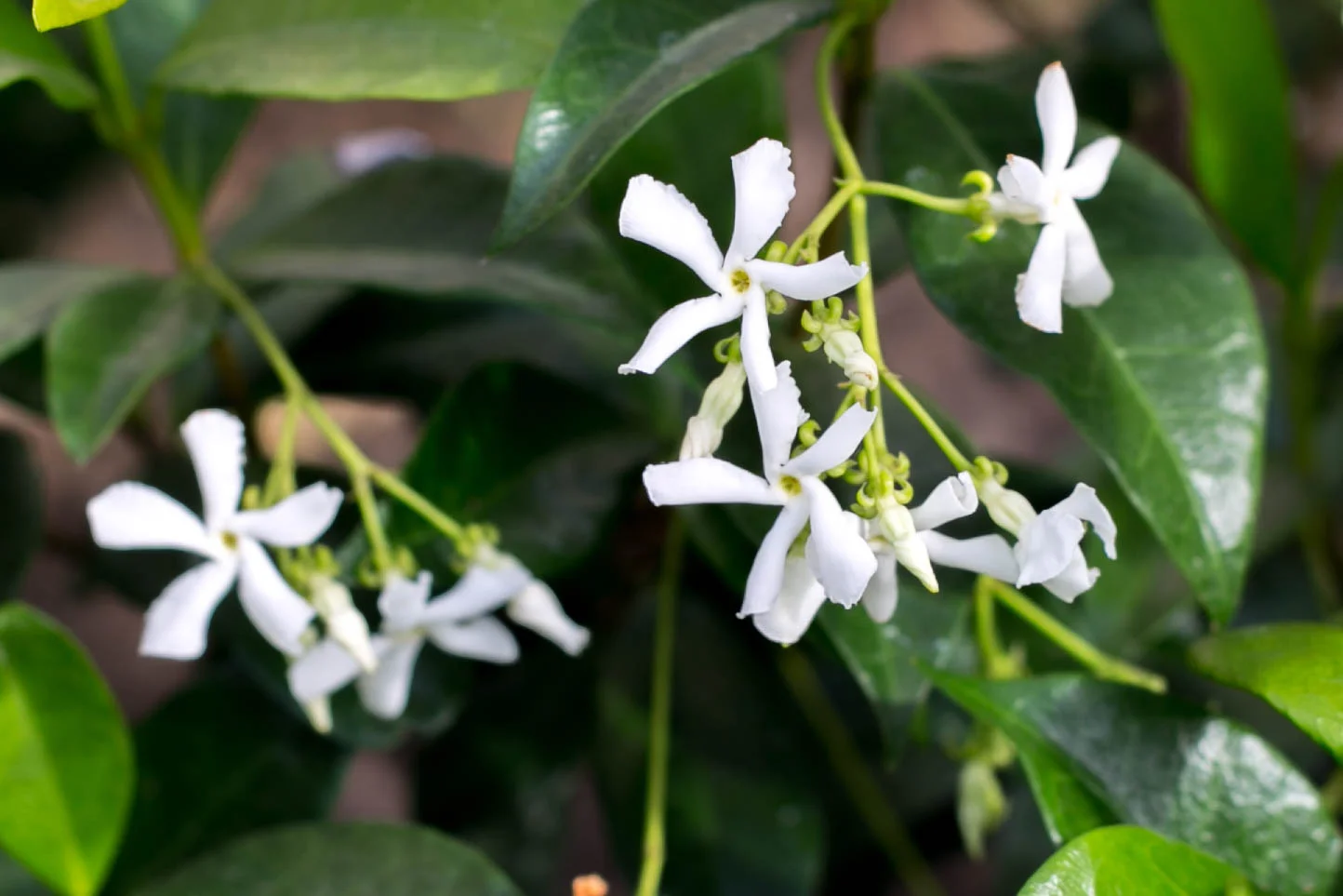 Star Jasmine (Trachelospermum jasminoides)