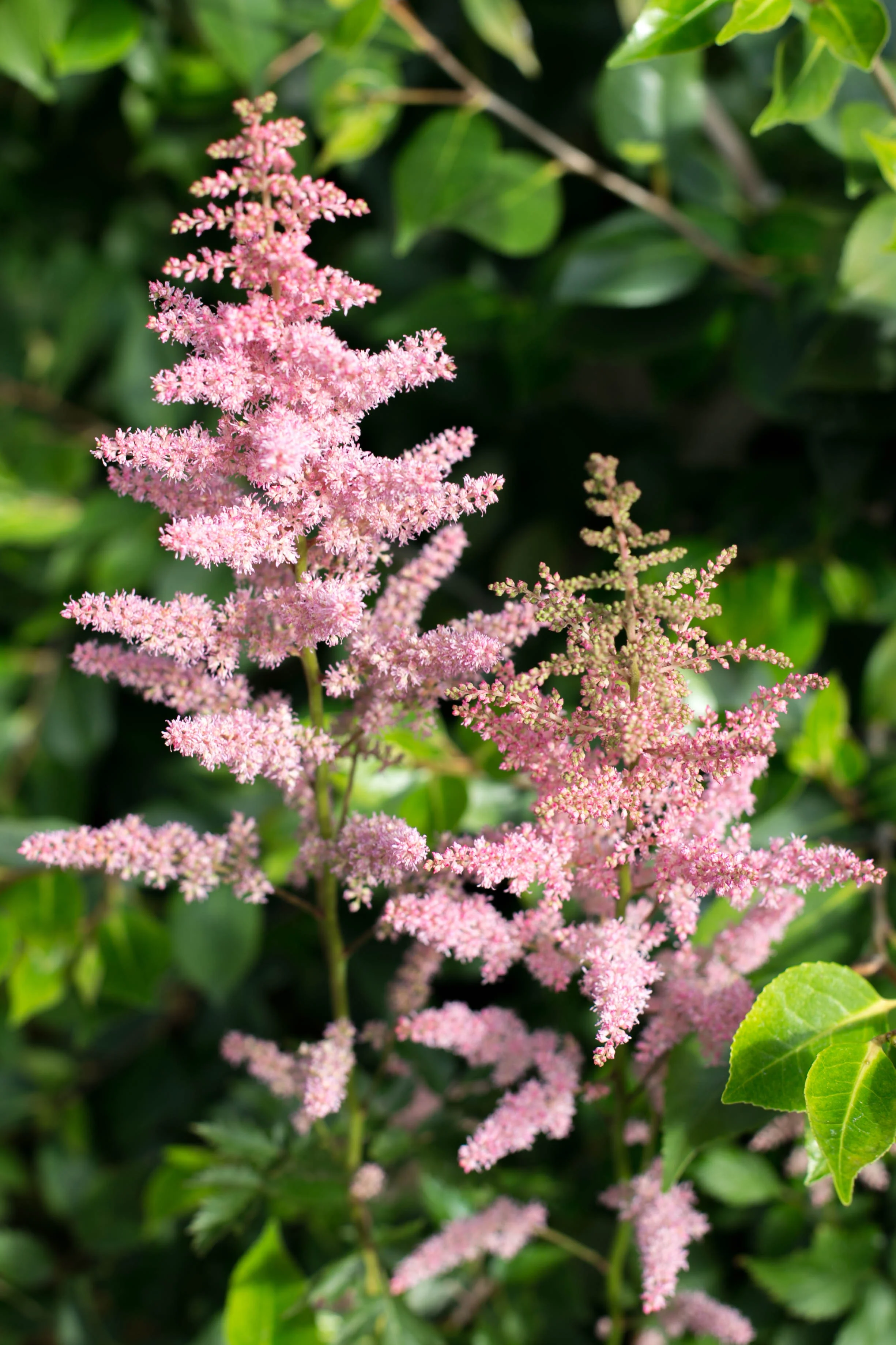 Astilbe