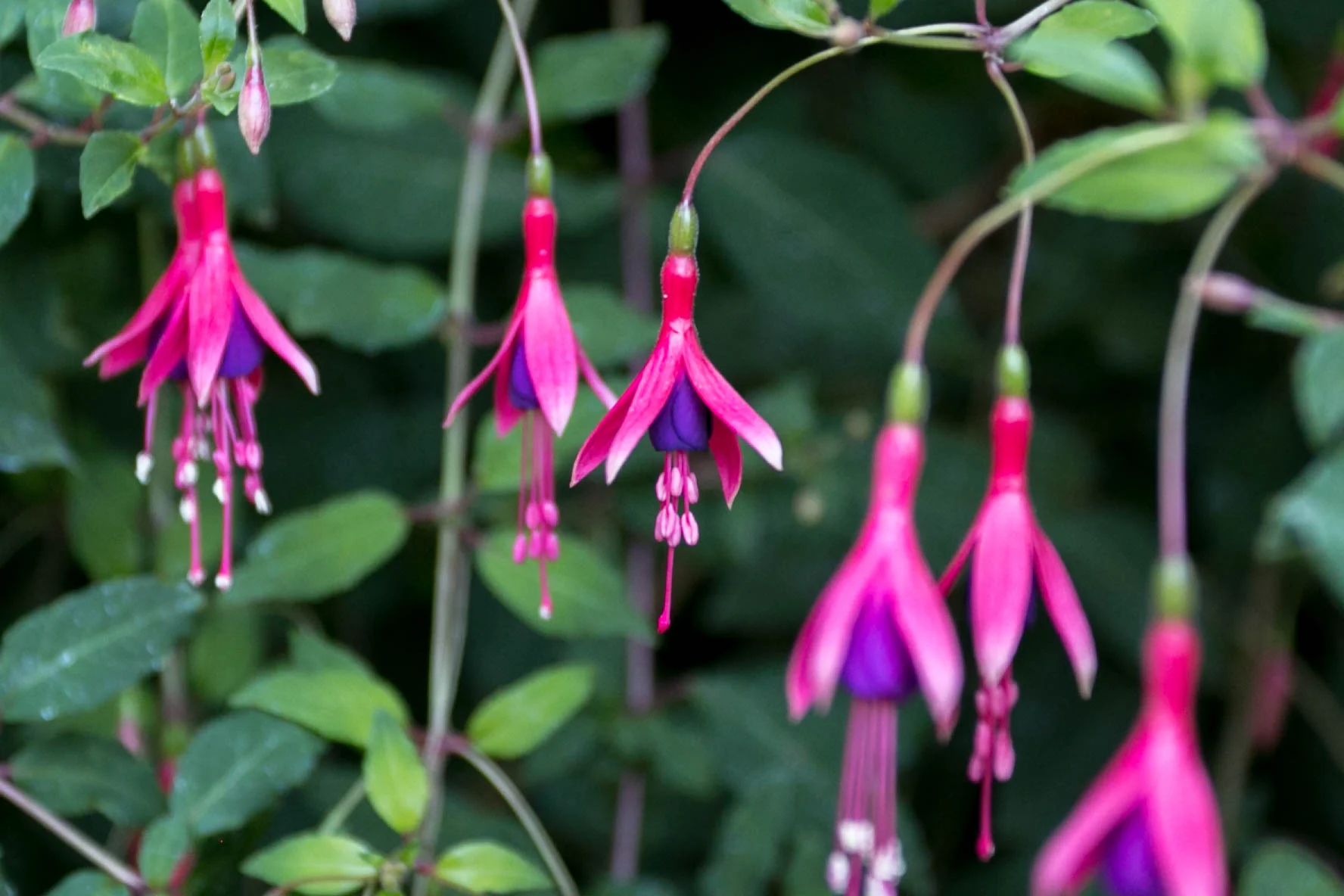 Fushia