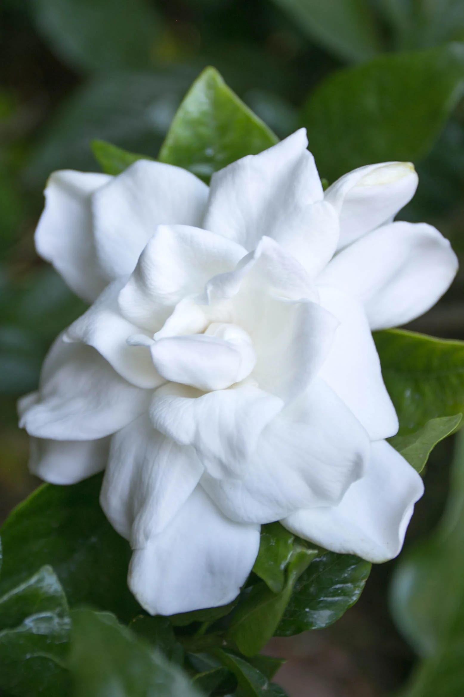 Gardenia