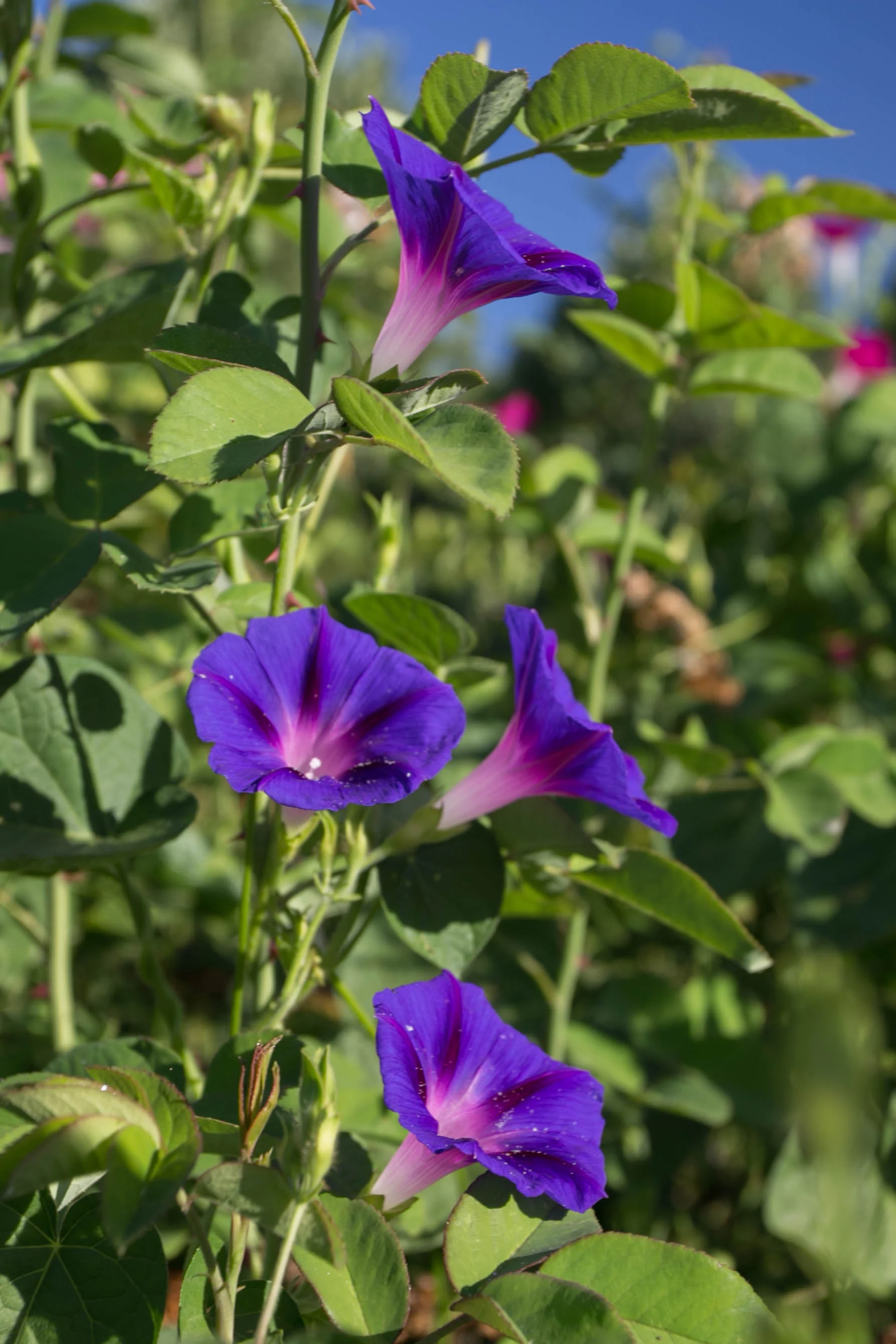 Morning Glorys in the Roses