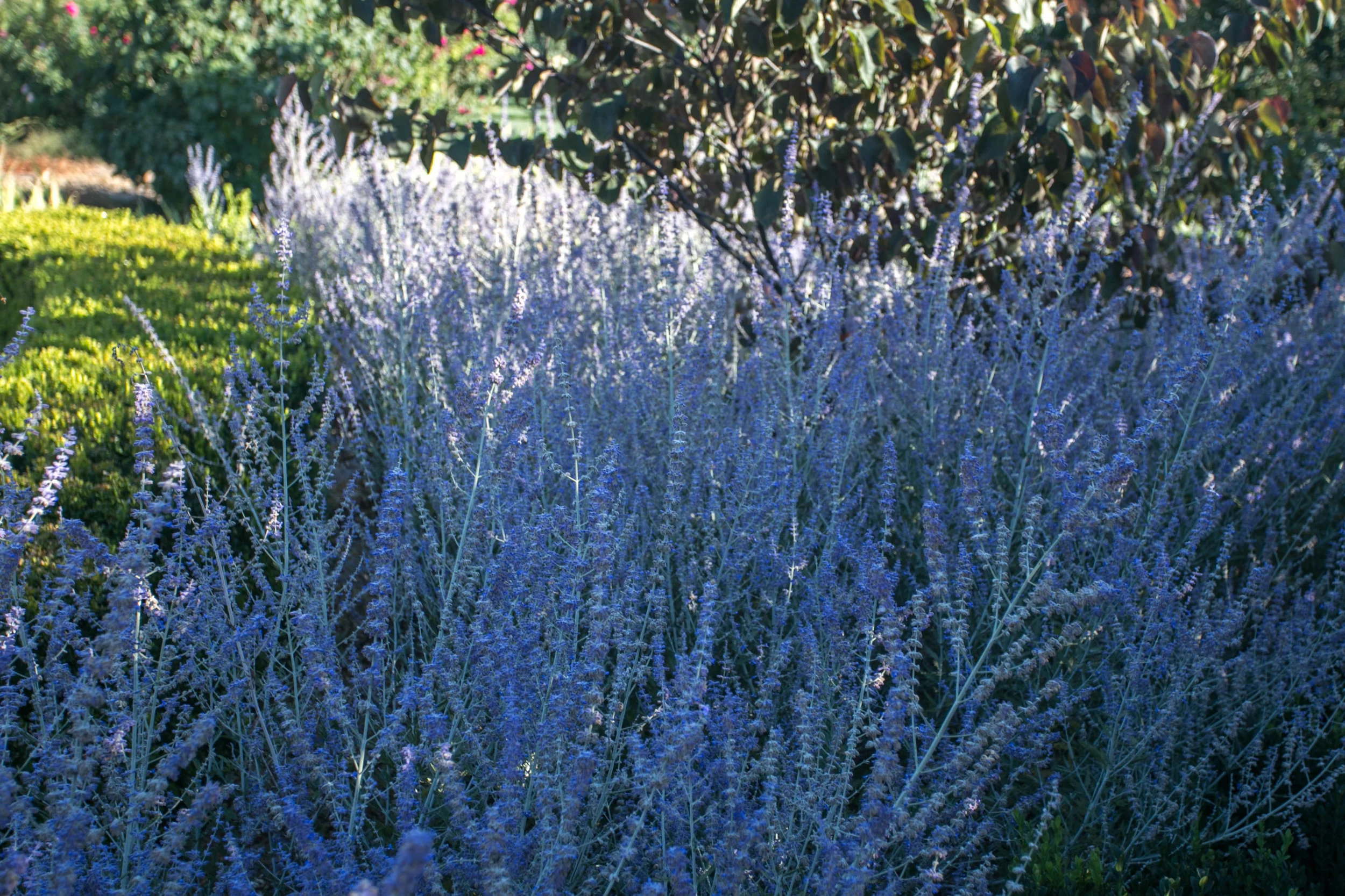 Russian Sage