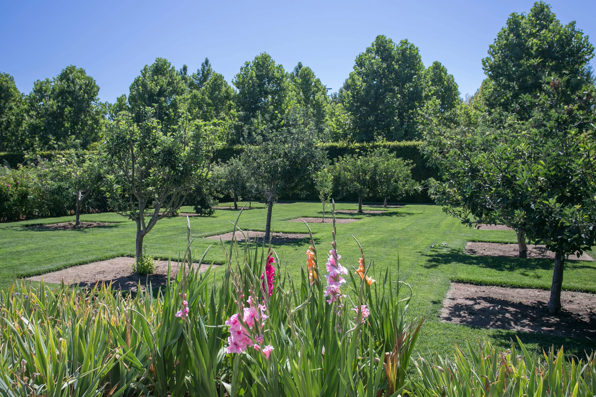 The heirloom apple orchard
