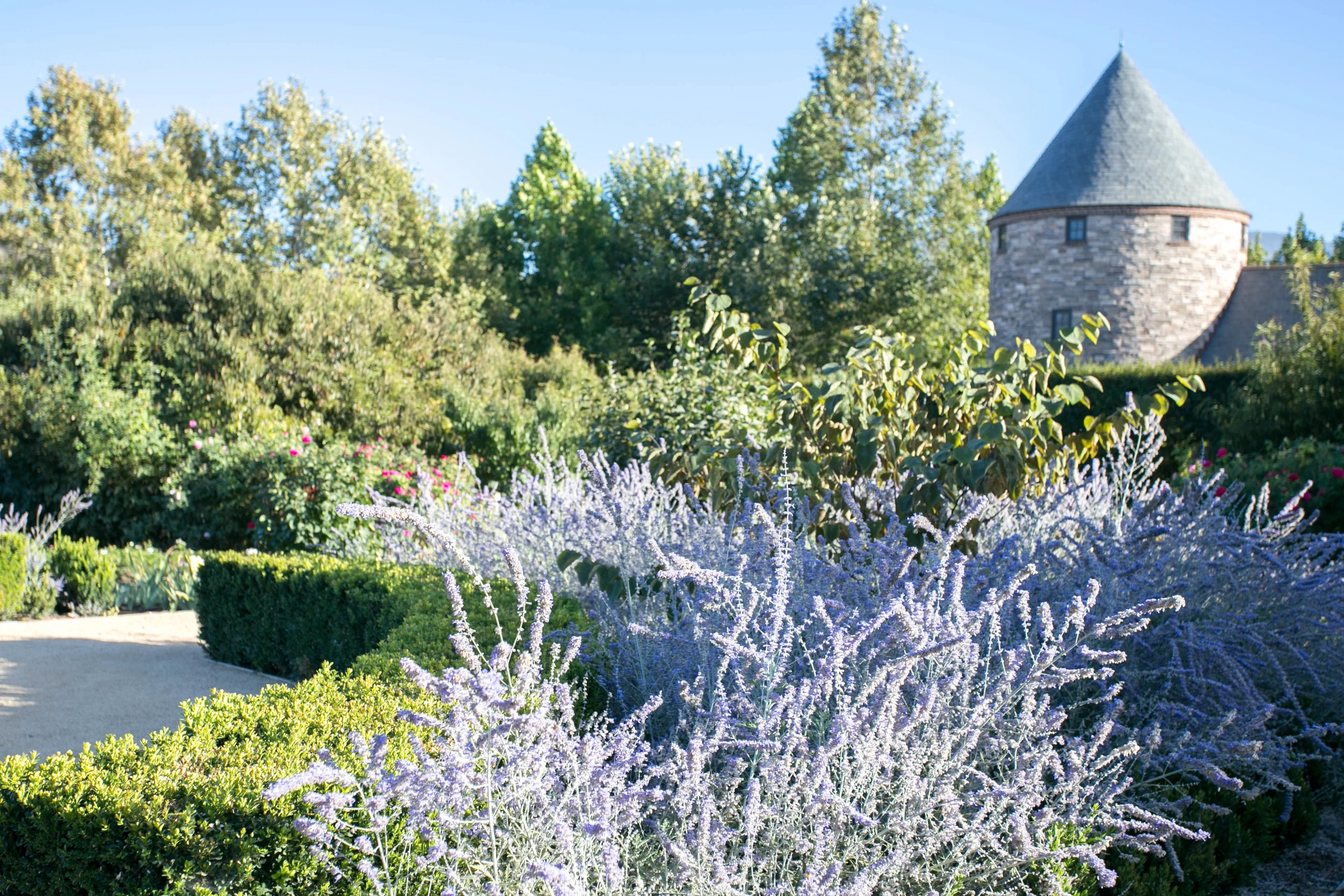 Boxwood and Russian sage