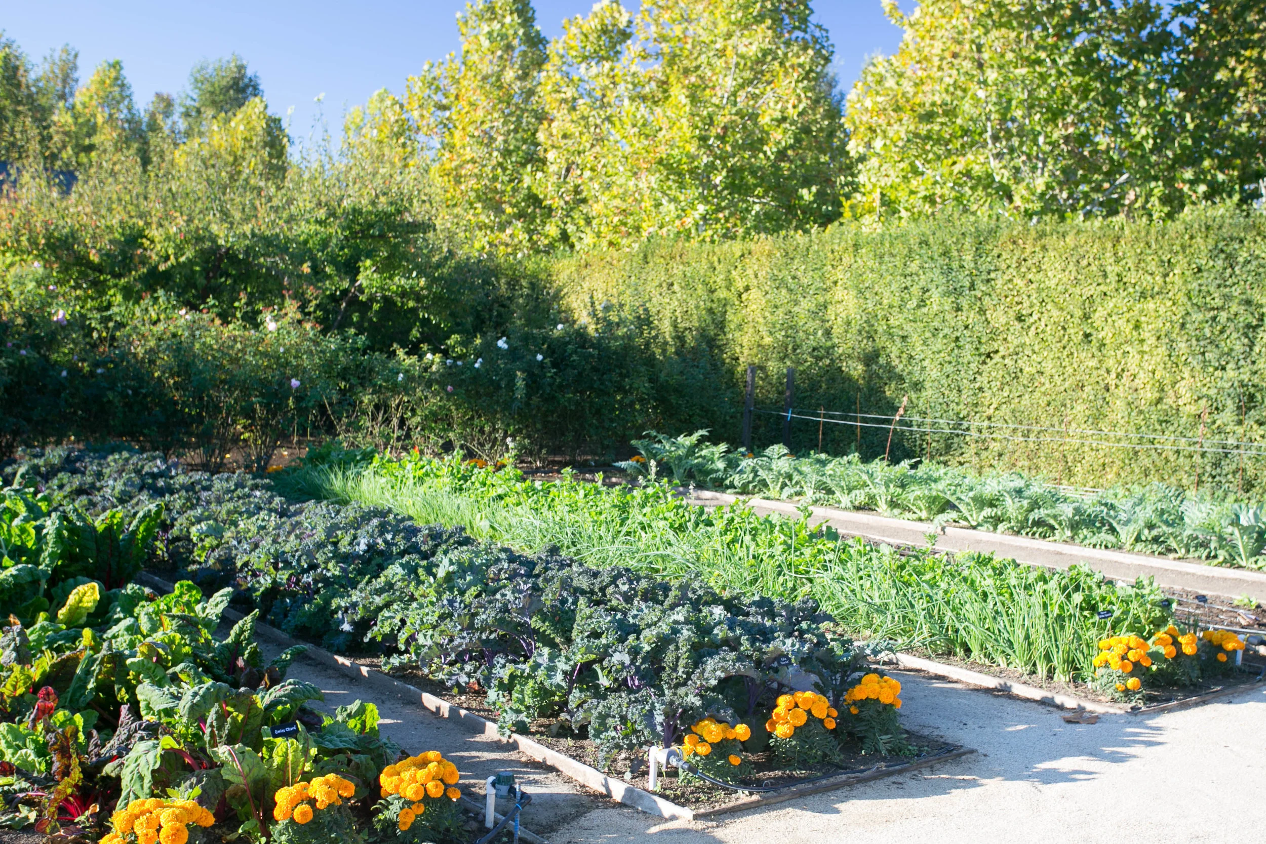 Chard, Scarlet Kale, Onions, Arugula and artichoke 