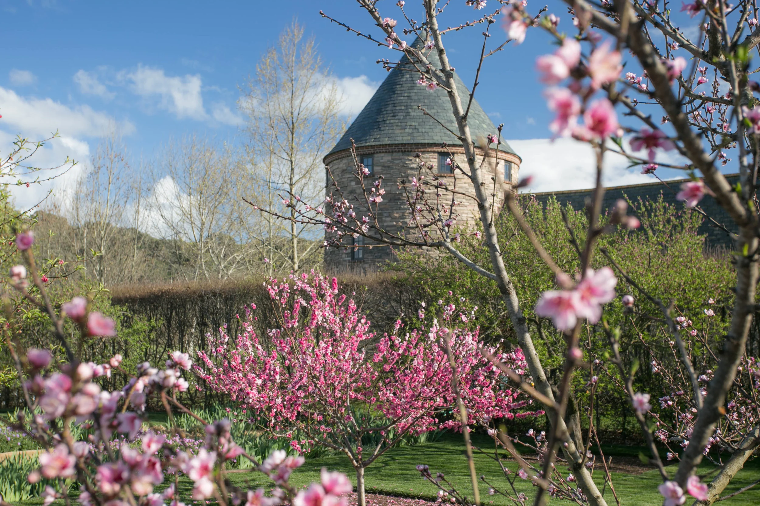 The stone fruit orchard in bloom.