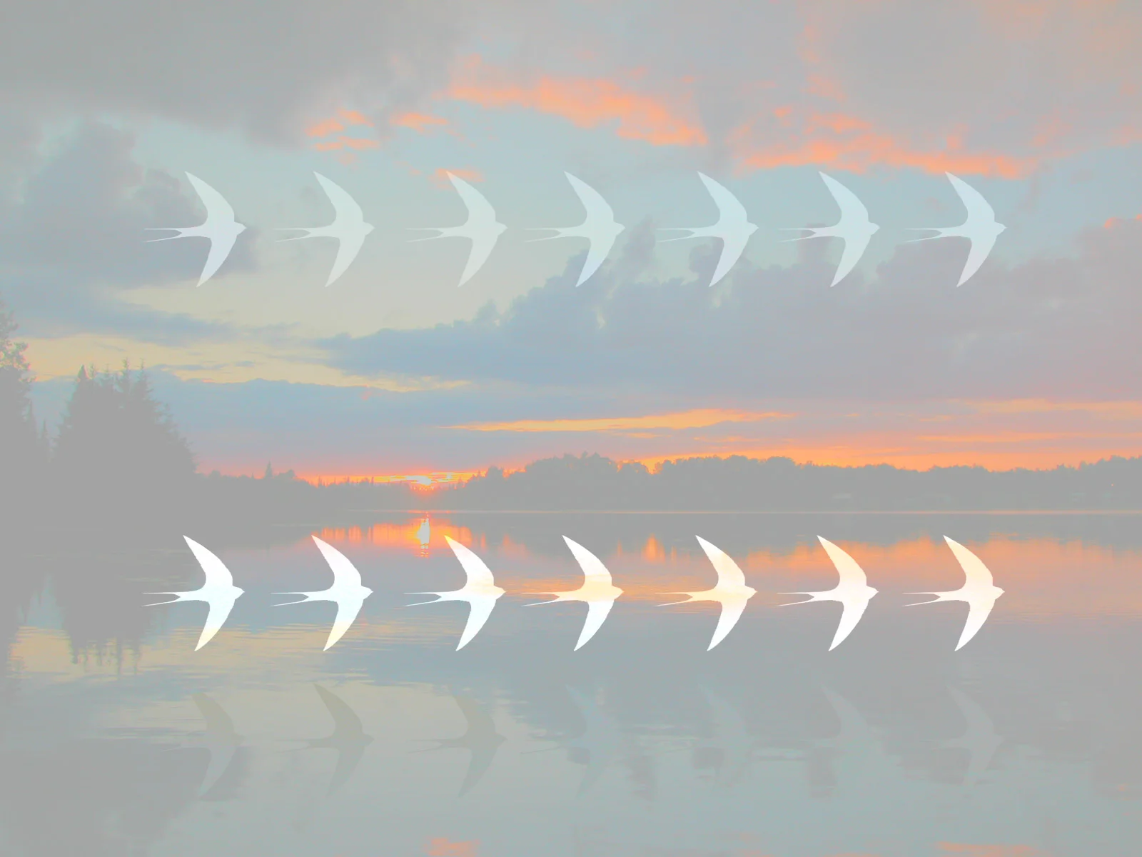 SWALLOW digital art, photography, 2011