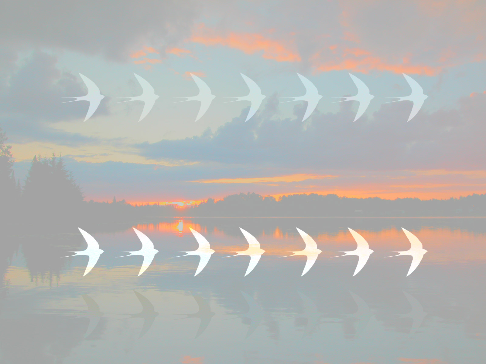 SWALLOW digital art, photography, 2011