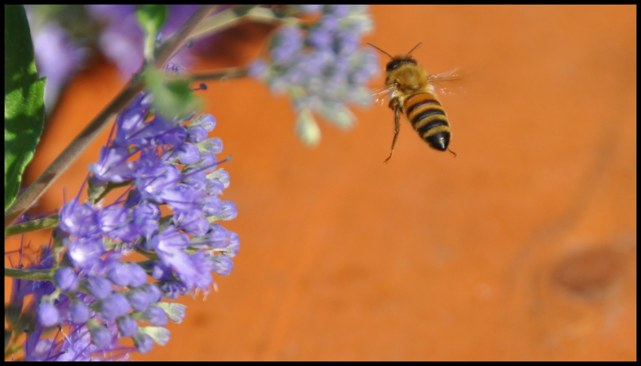 bee.jpg