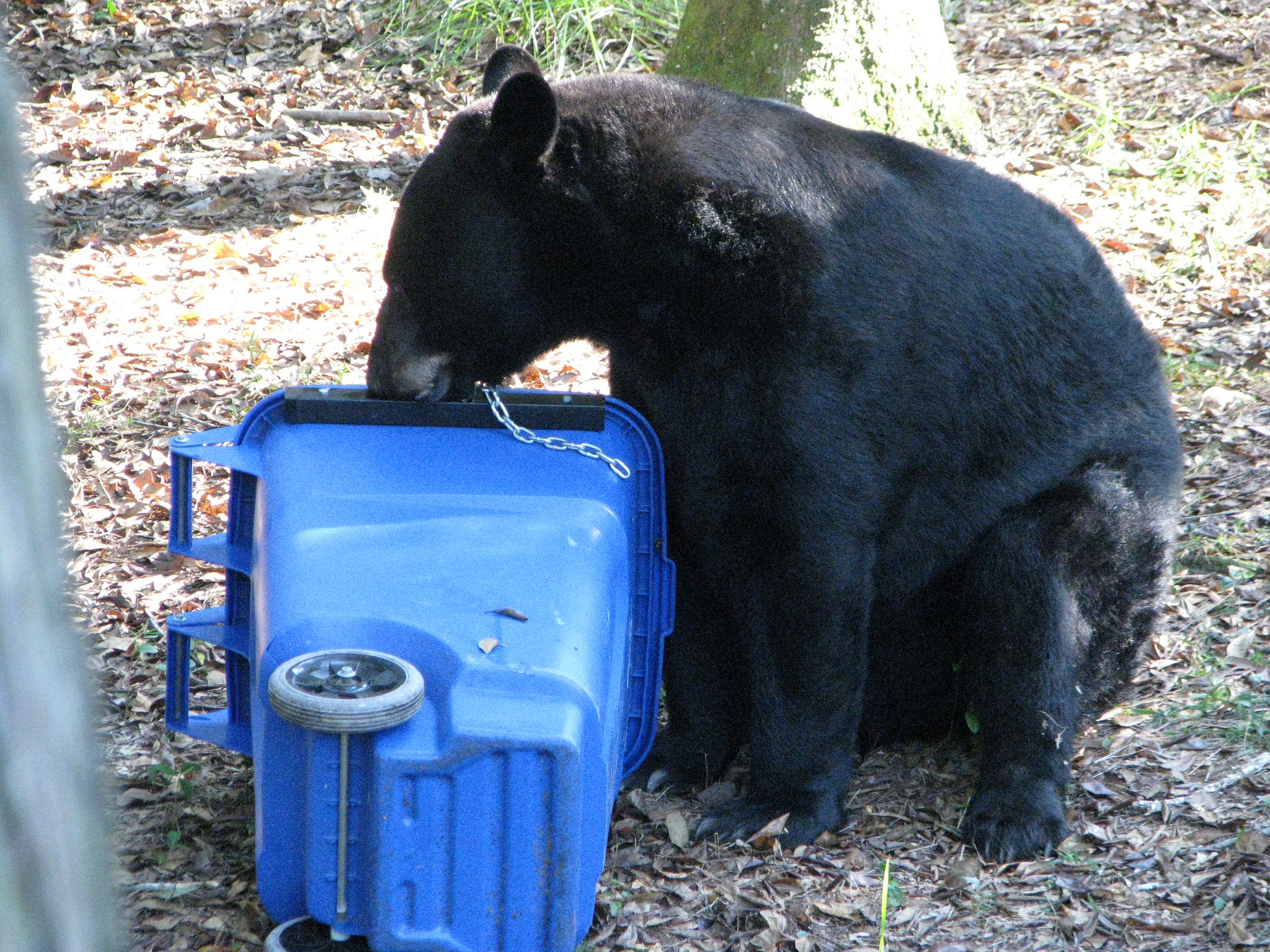 Black bears like this could be targets if a new hunting season is approved by Florida's FWC. They are expected to continue discussions at their April meeting in Tallahassee. Learn more here...