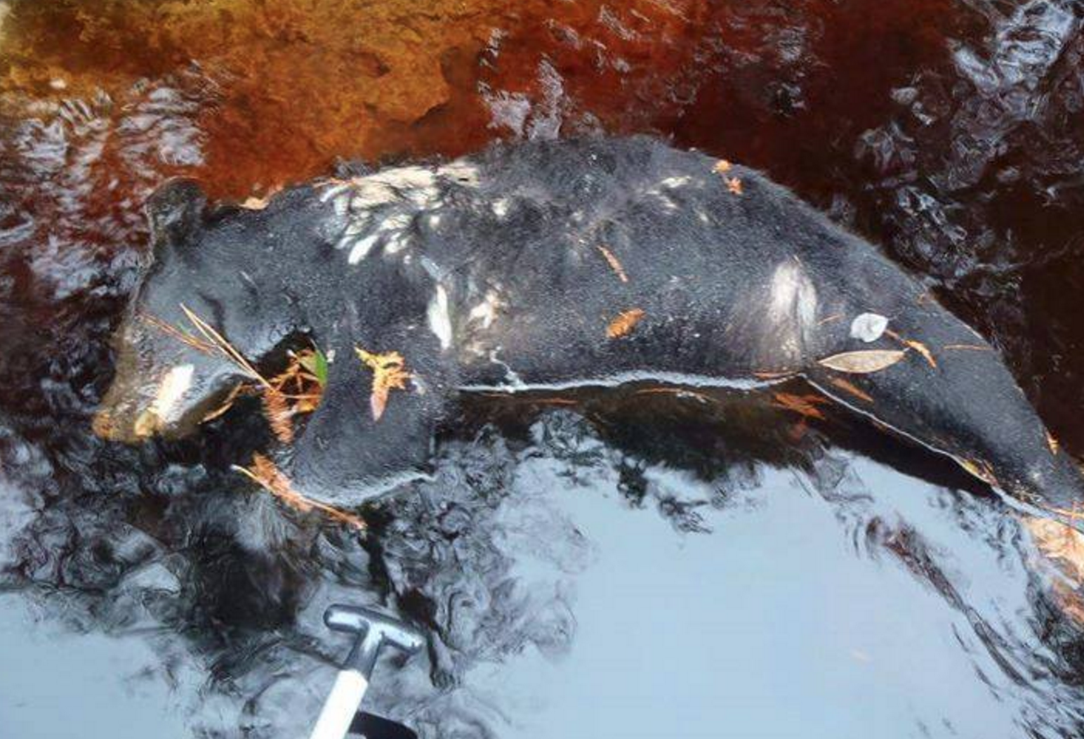 Bear cub found today on the Suwannee River by kayakers, presumeably a result of Florida's unpopular bear hunt.