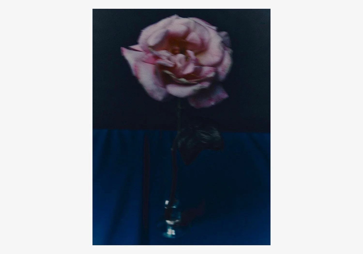DANIEL_ARCHER_ROSE_WEB.jpg