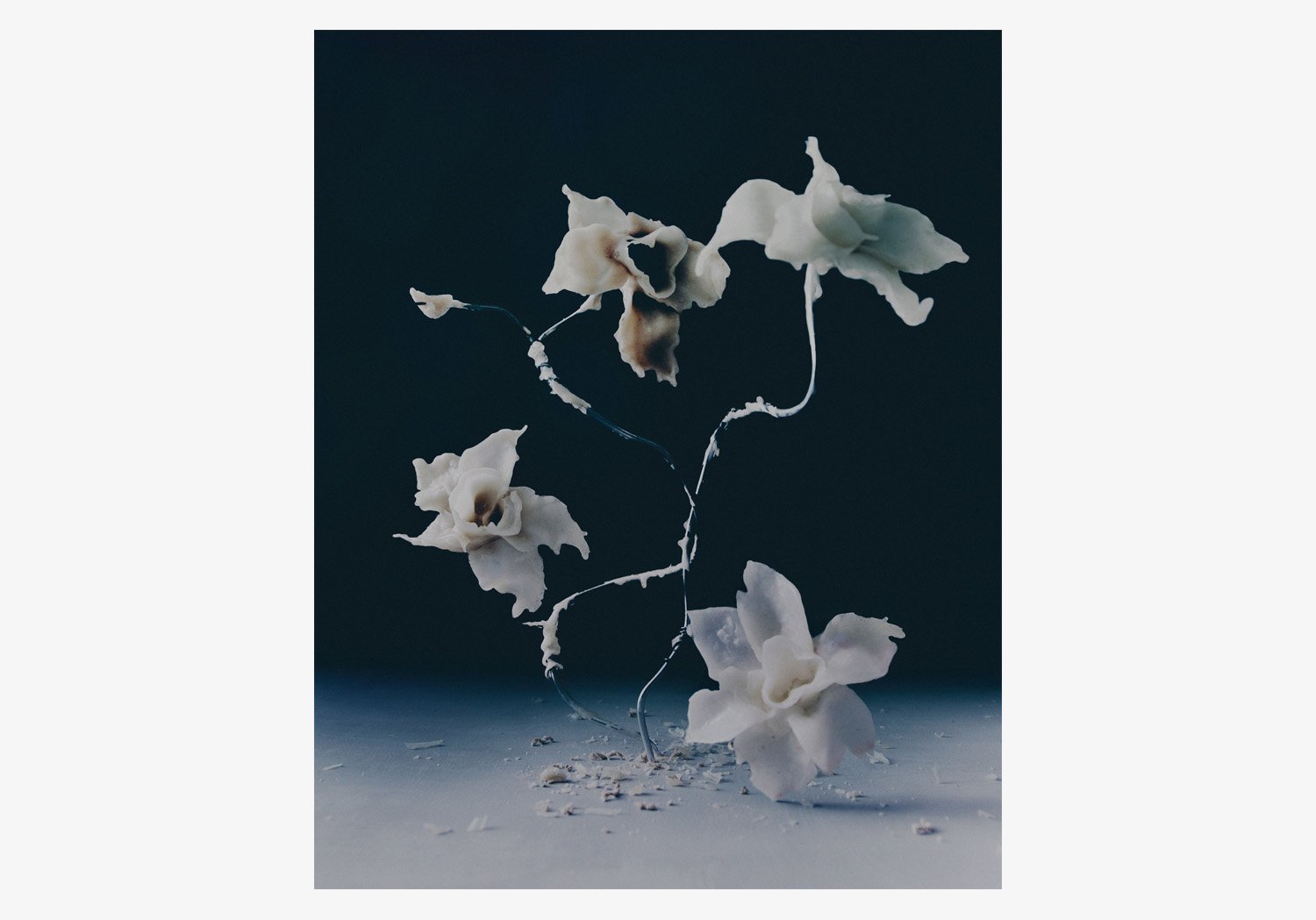 DANIEL_ARCHER_WAX_FLOWERS_WEBSITE_02.jpg