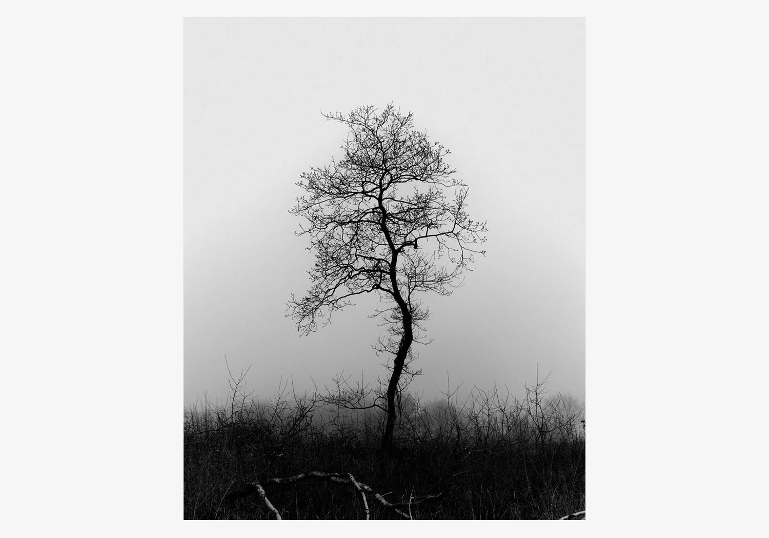 DANIEL_ARCHER_LUNGS_WEBSITE_02.jpg
