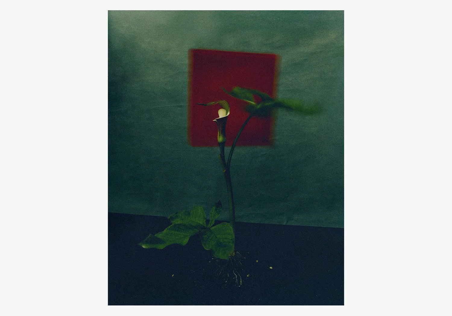 DANIEL_ARCHER_FLOWER_WEBSITE_02.jpg
