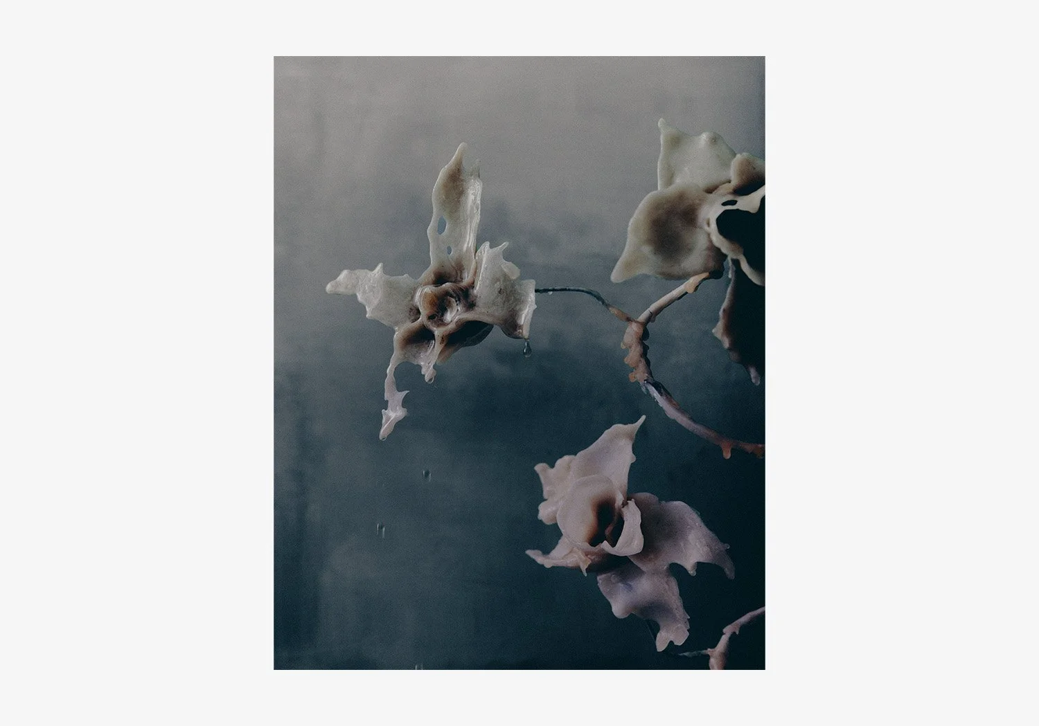 DANIEL_ARCHER_WAX_FLOWERS_09.jpg