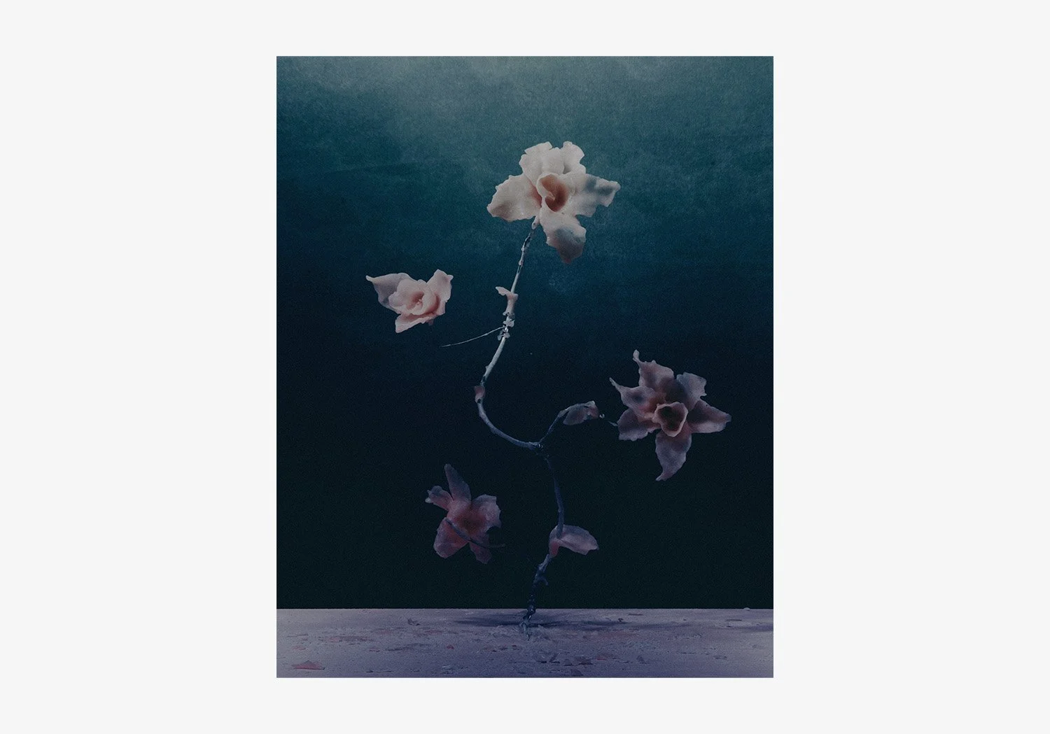 DANIEL_ARCHER_WAX_FLOWERS_05.jpg