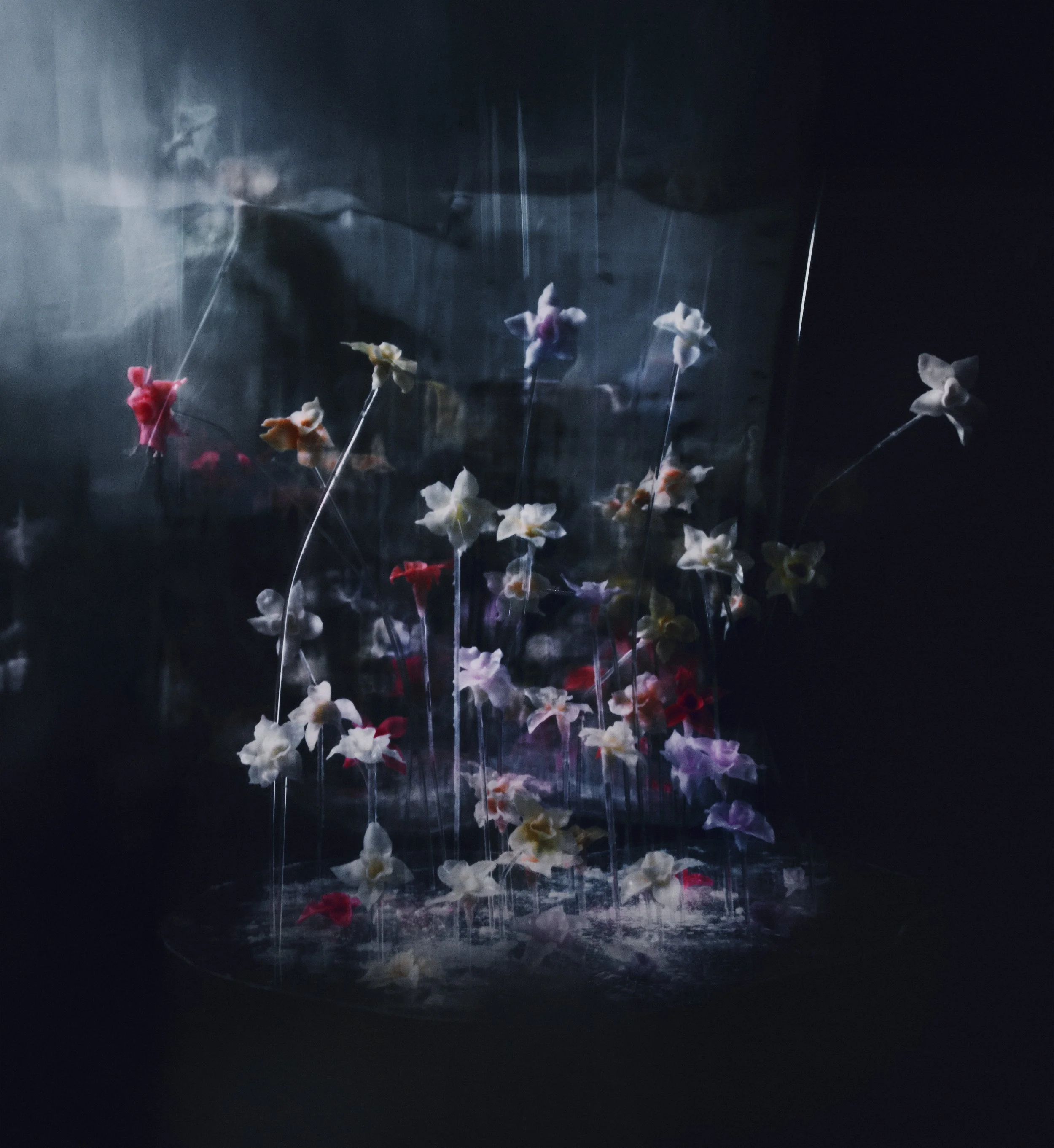 Wax Flowers