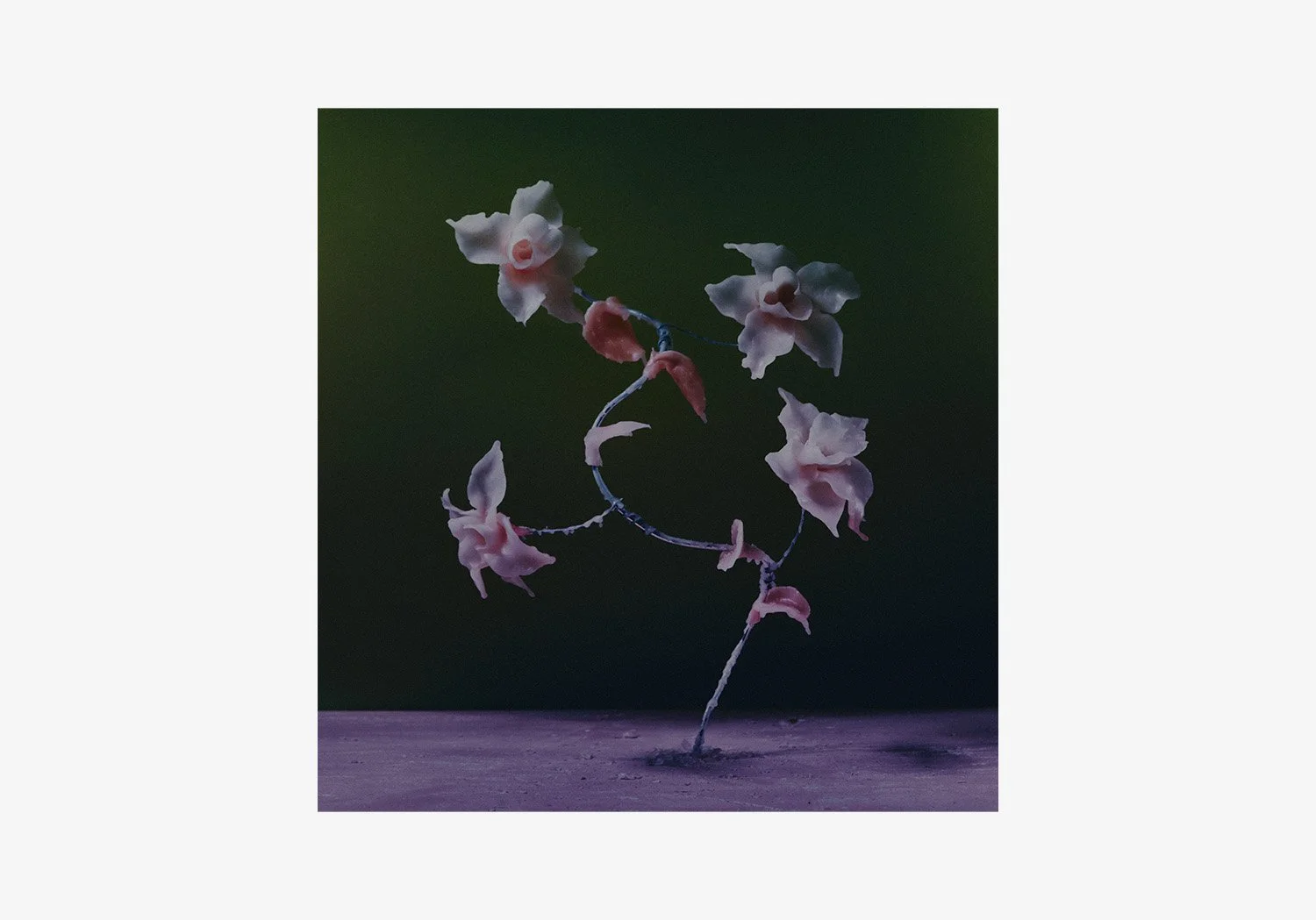 DANIEL_ARCHER_WAX_FLOWERS_03.jpg