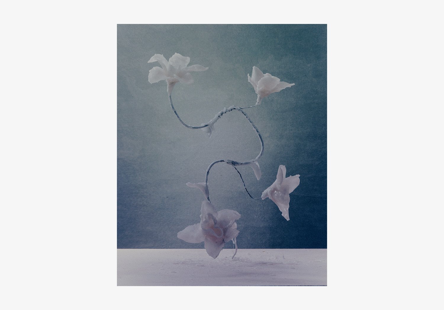 DANIEL_ARCHER_WAX_FLOWERS_04.jpg