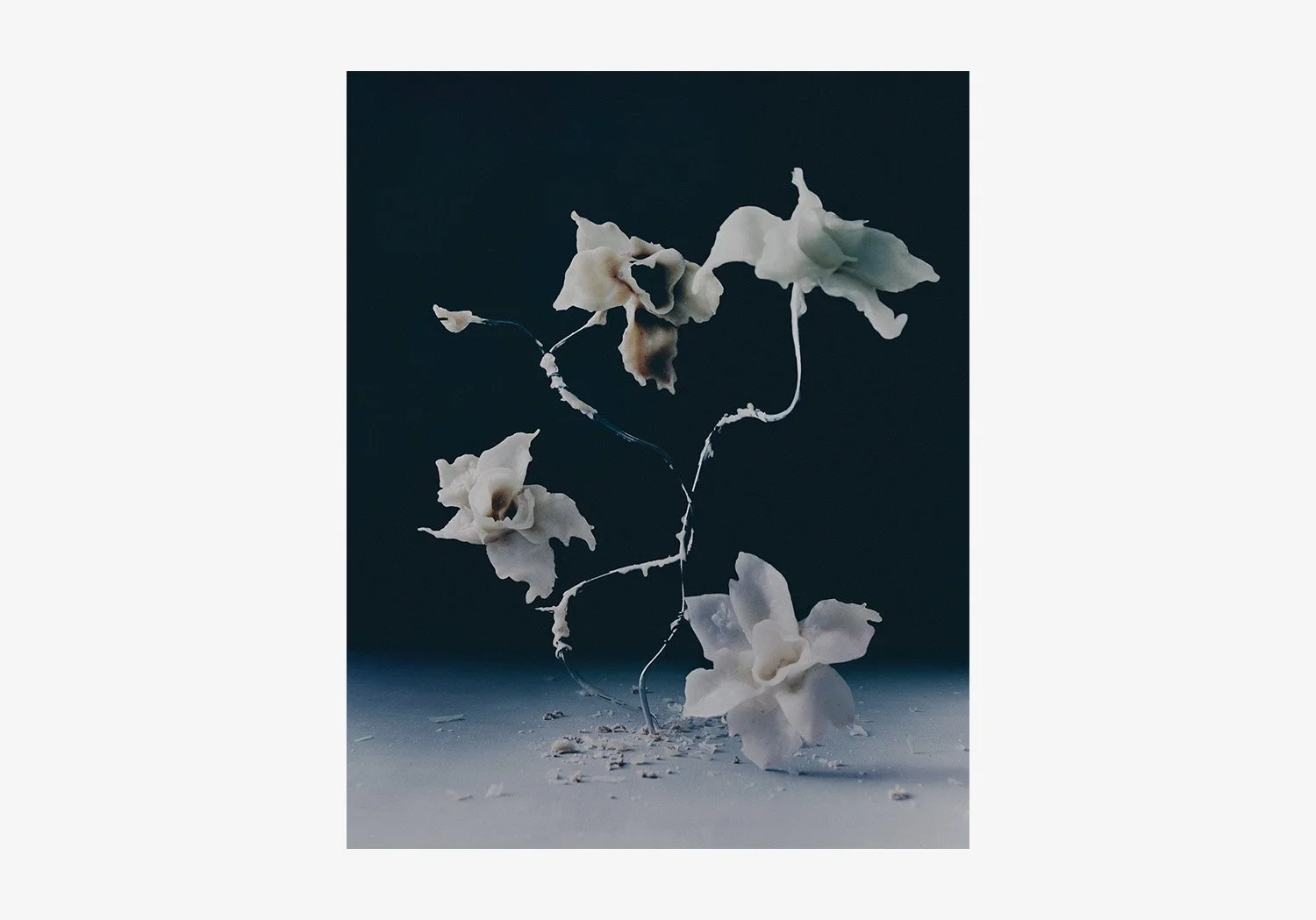 DANIEL_ARCHER_WAX_FLOWERS_08.jpg
