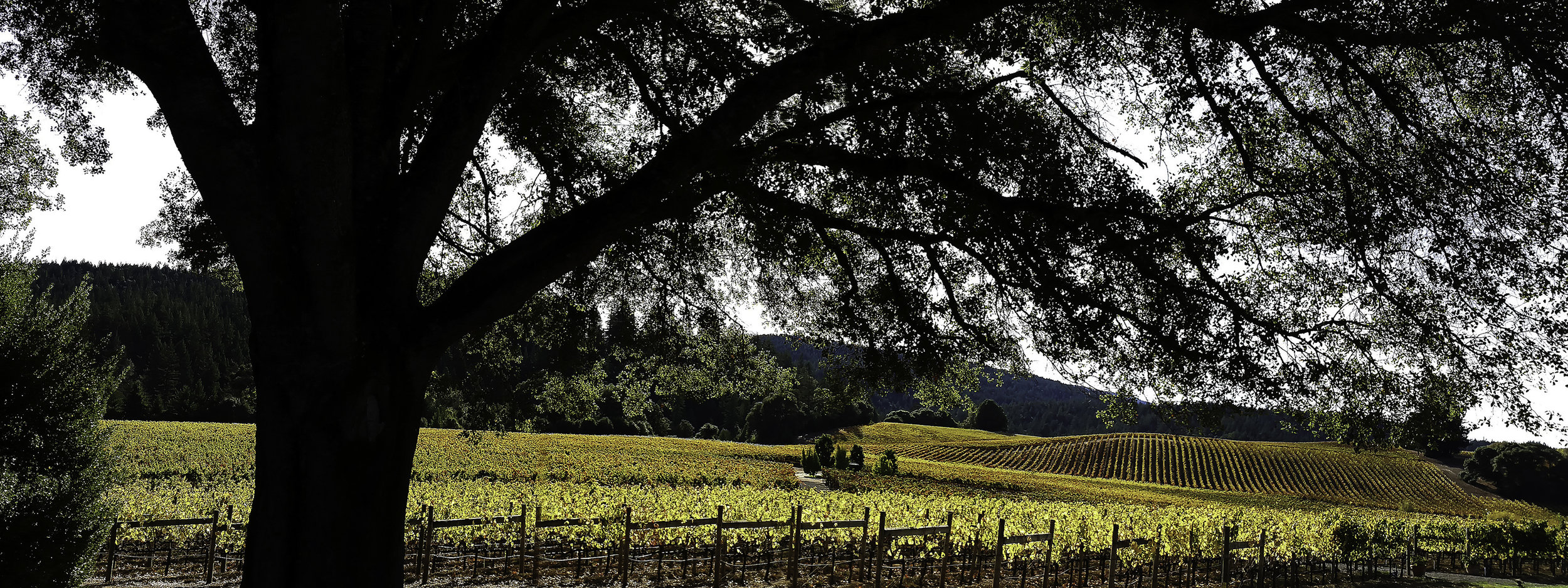 Alexander Valley