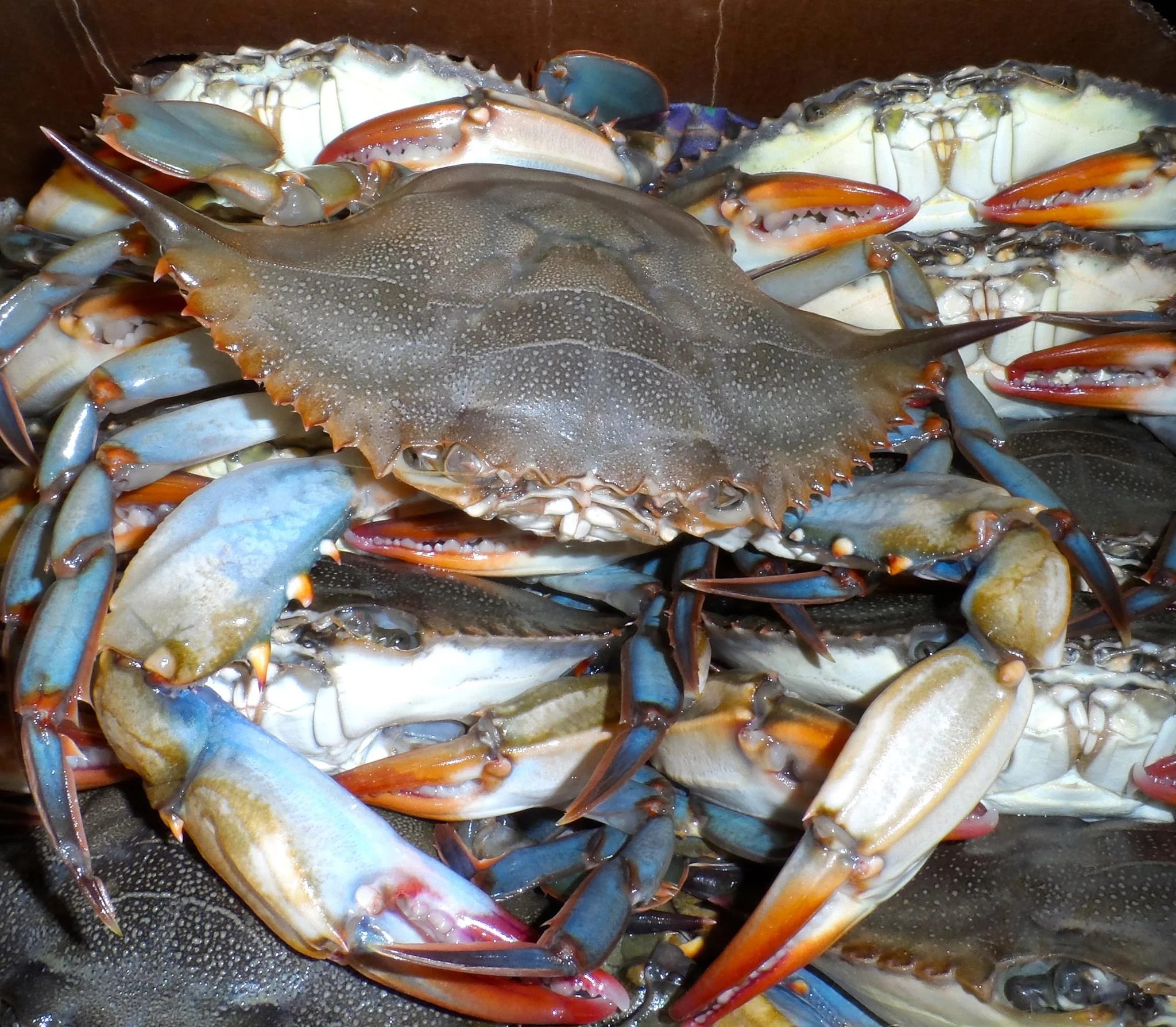 esoh crab.jpg