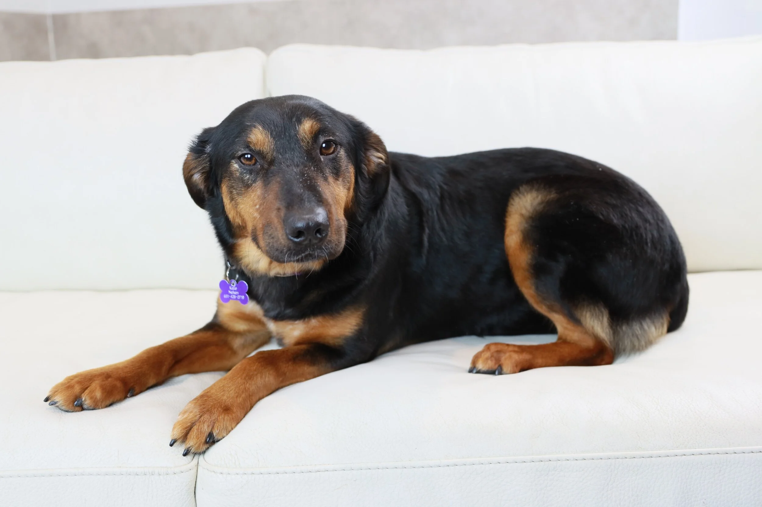 Adult — Coco's Heart Dog Rescue