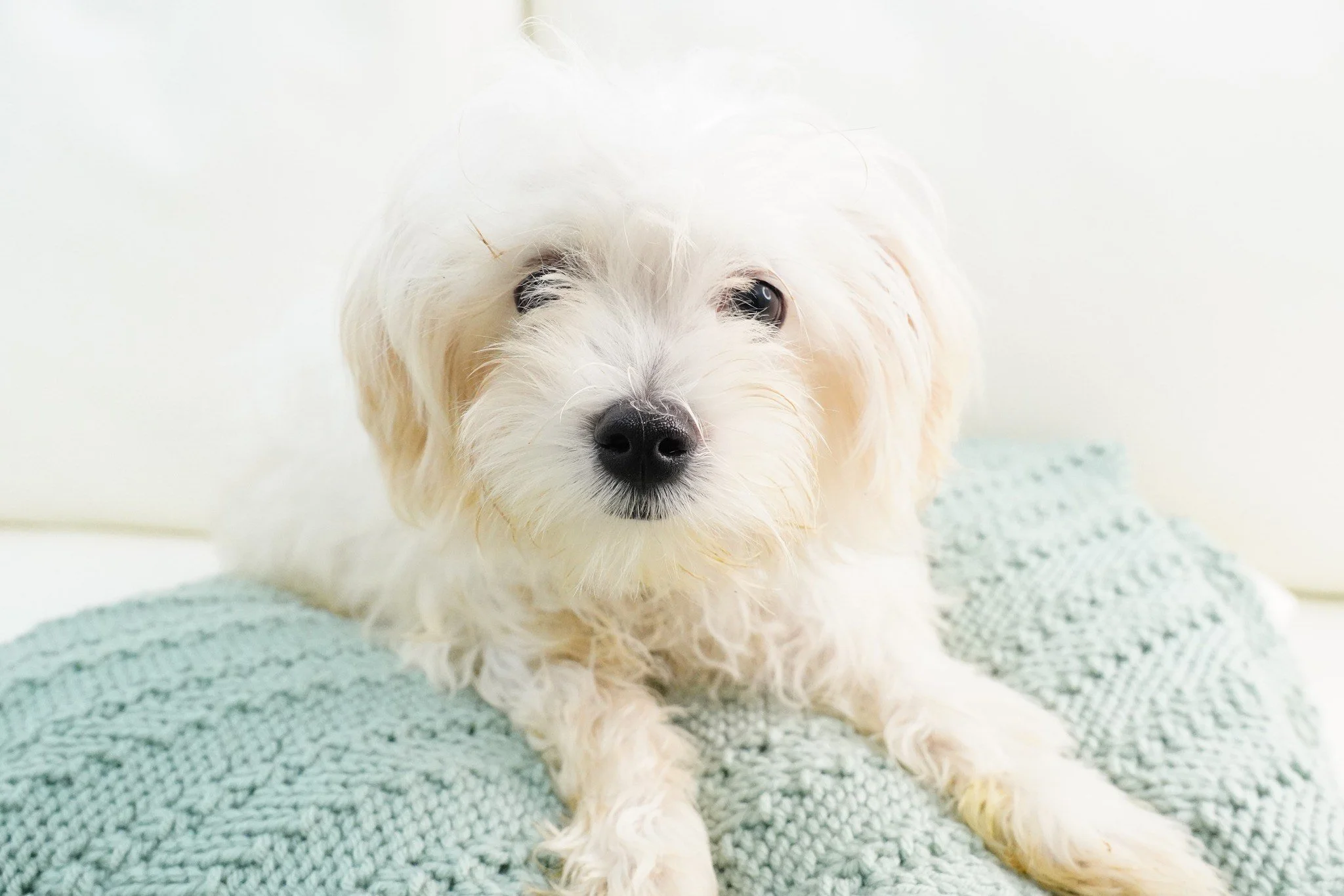 Toyo — Coco's Heart Dog Rescue