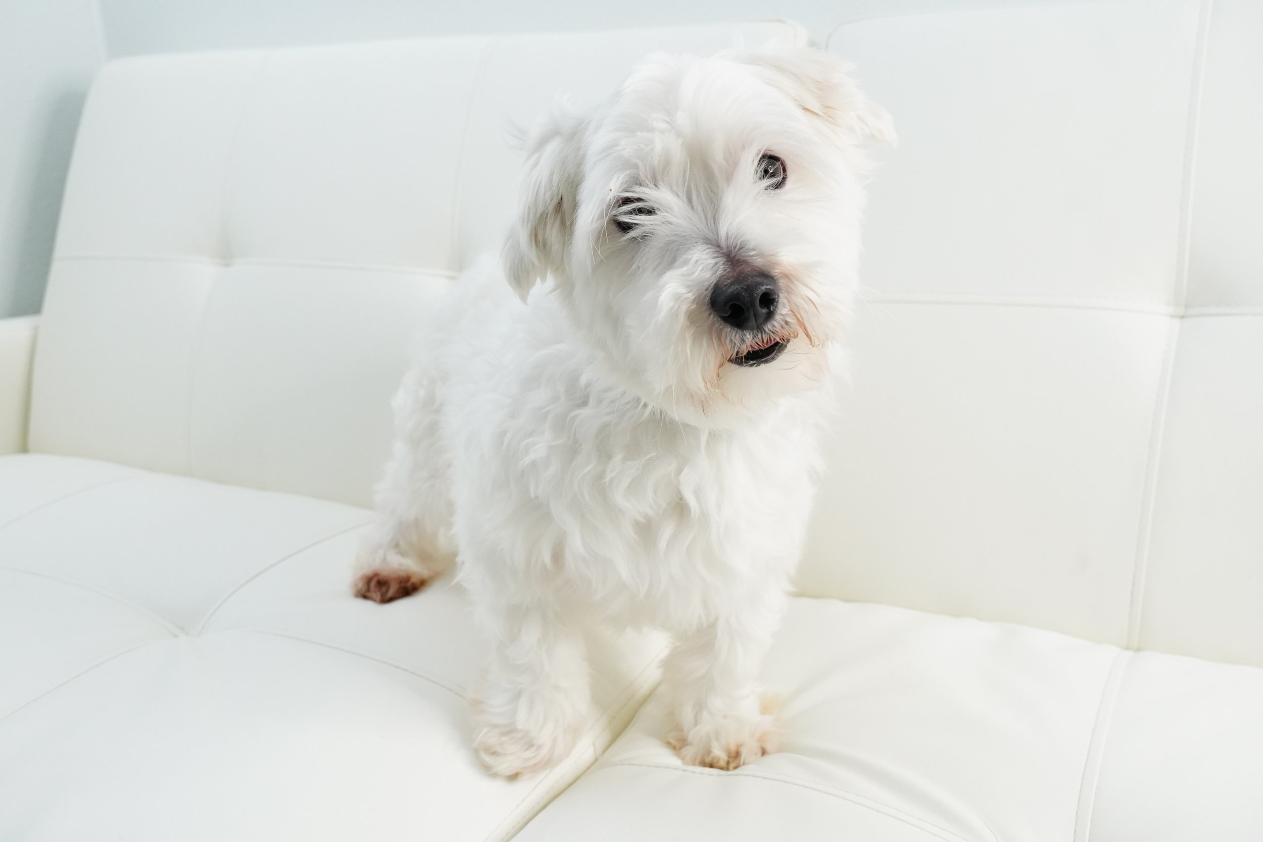 Fynn male maltese.JPG