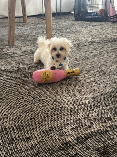image1.jpeg