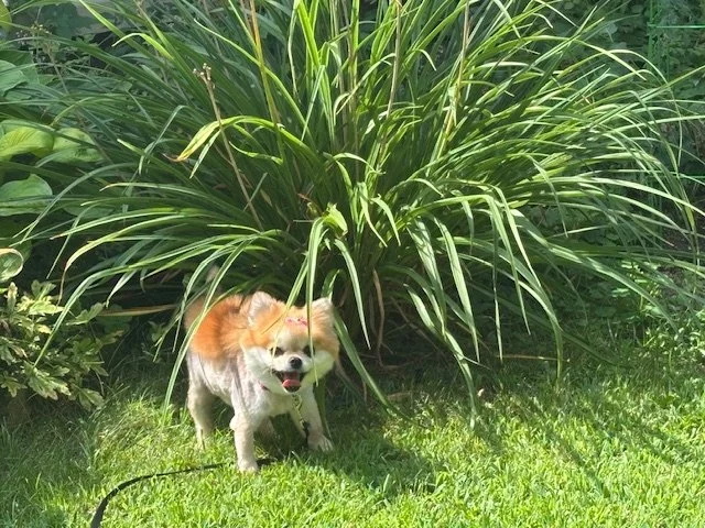 IMG_3686.jpeg