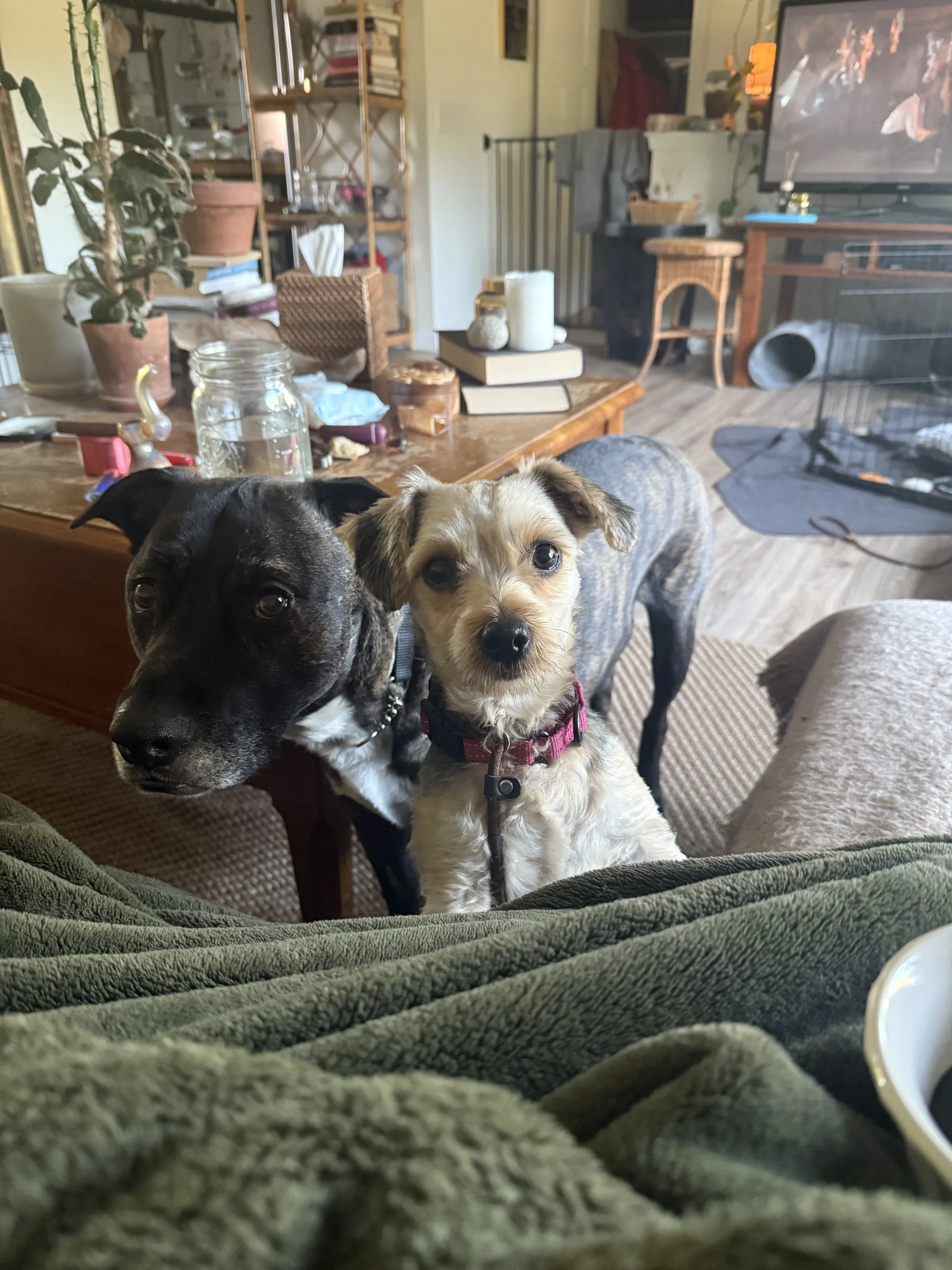 IMG_3988.jpeg