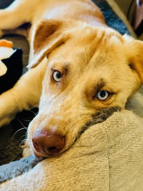 George_Eyes.jpeg