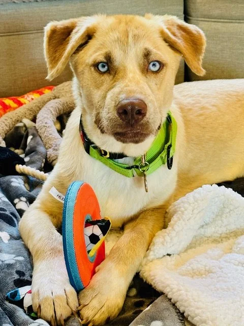 George_Puppy.jpeg