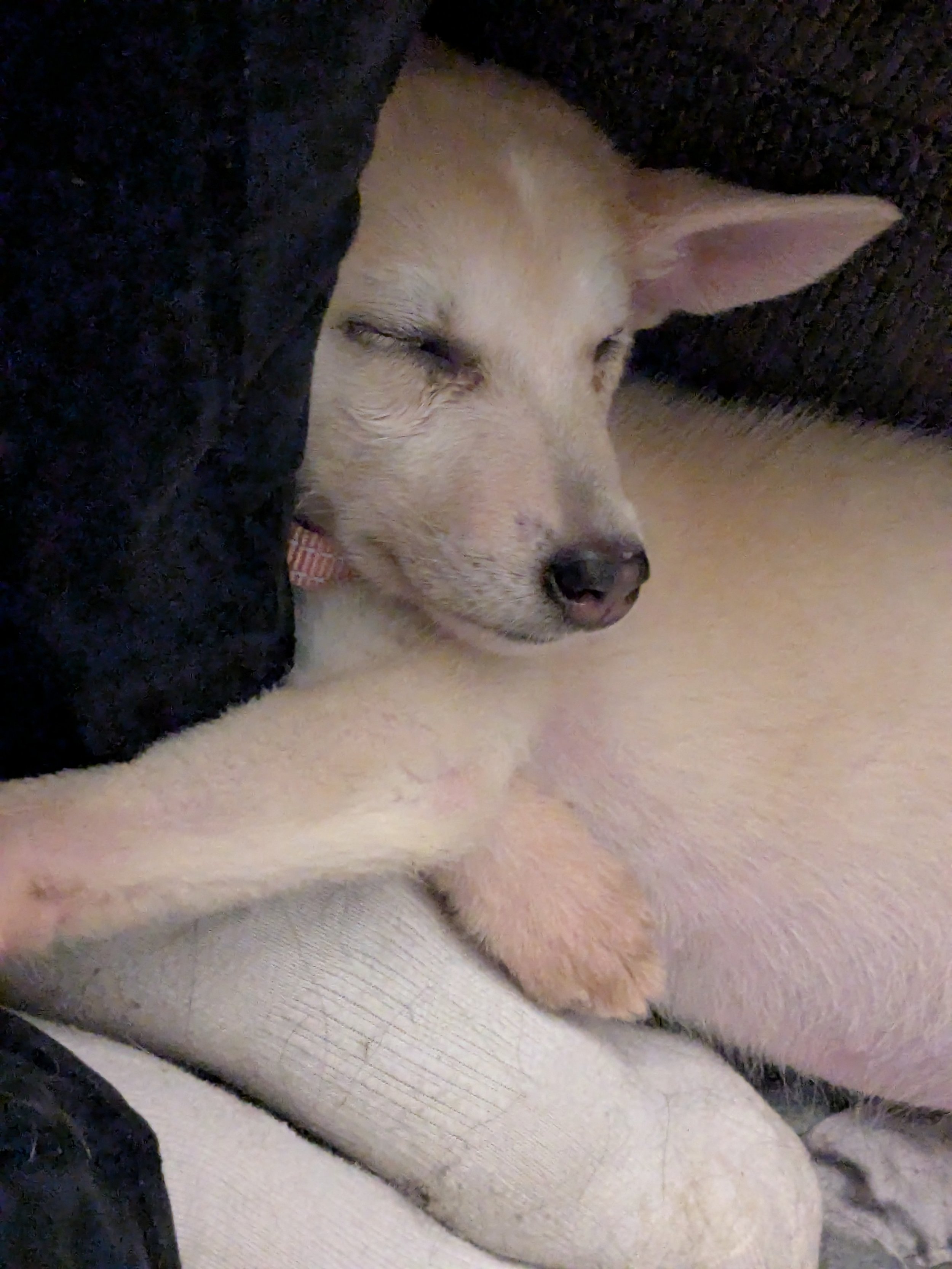 Lilo 101725.jpg