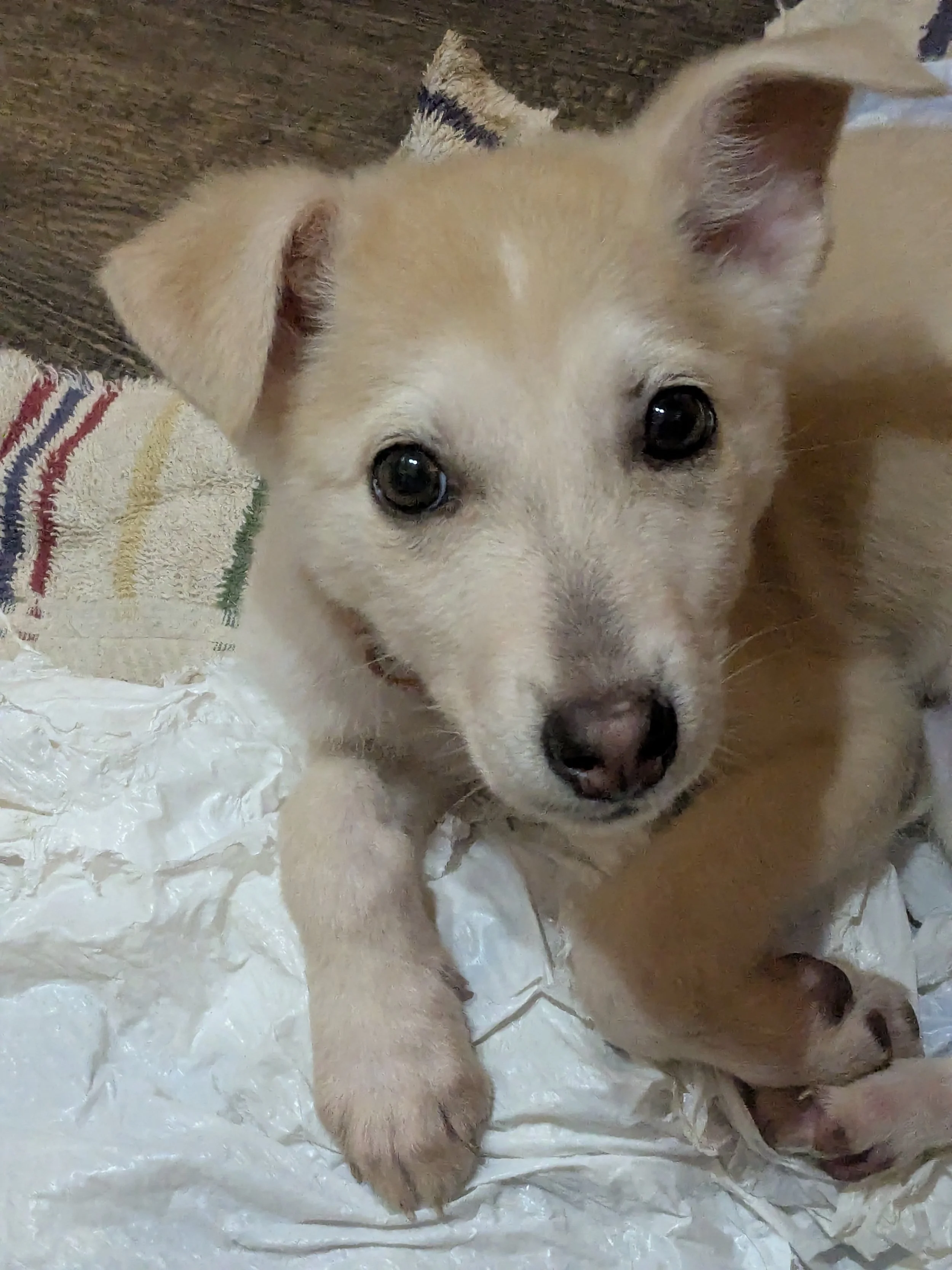 Lilo 103125.jpg