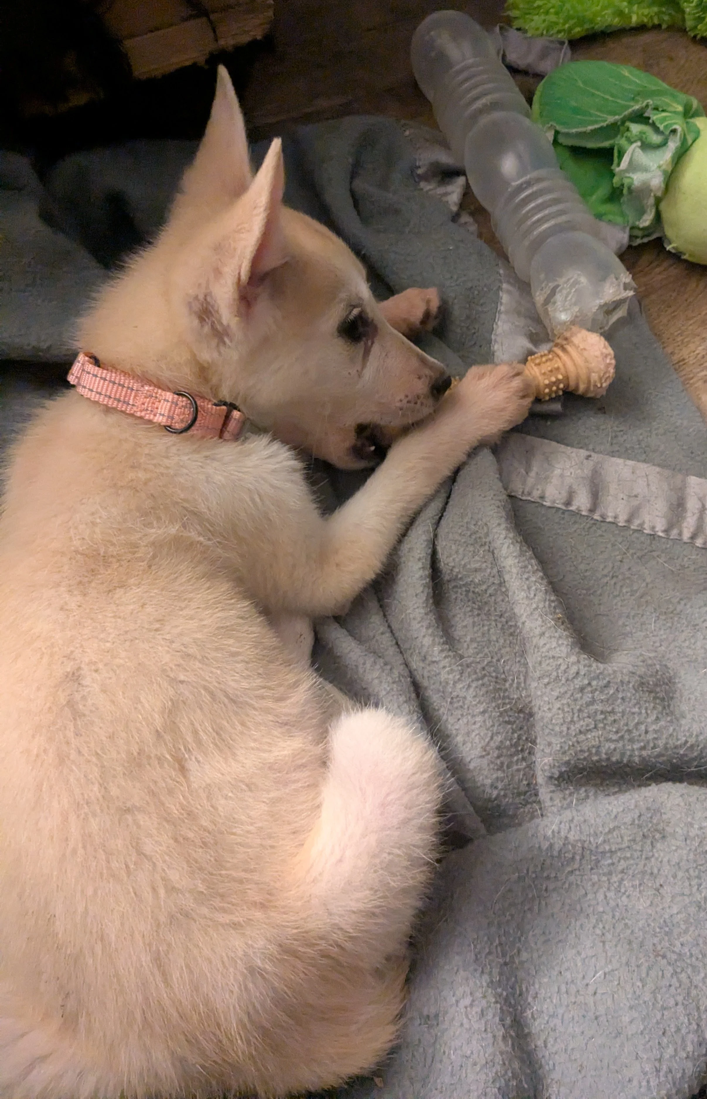 Lilo 1017251.jpg