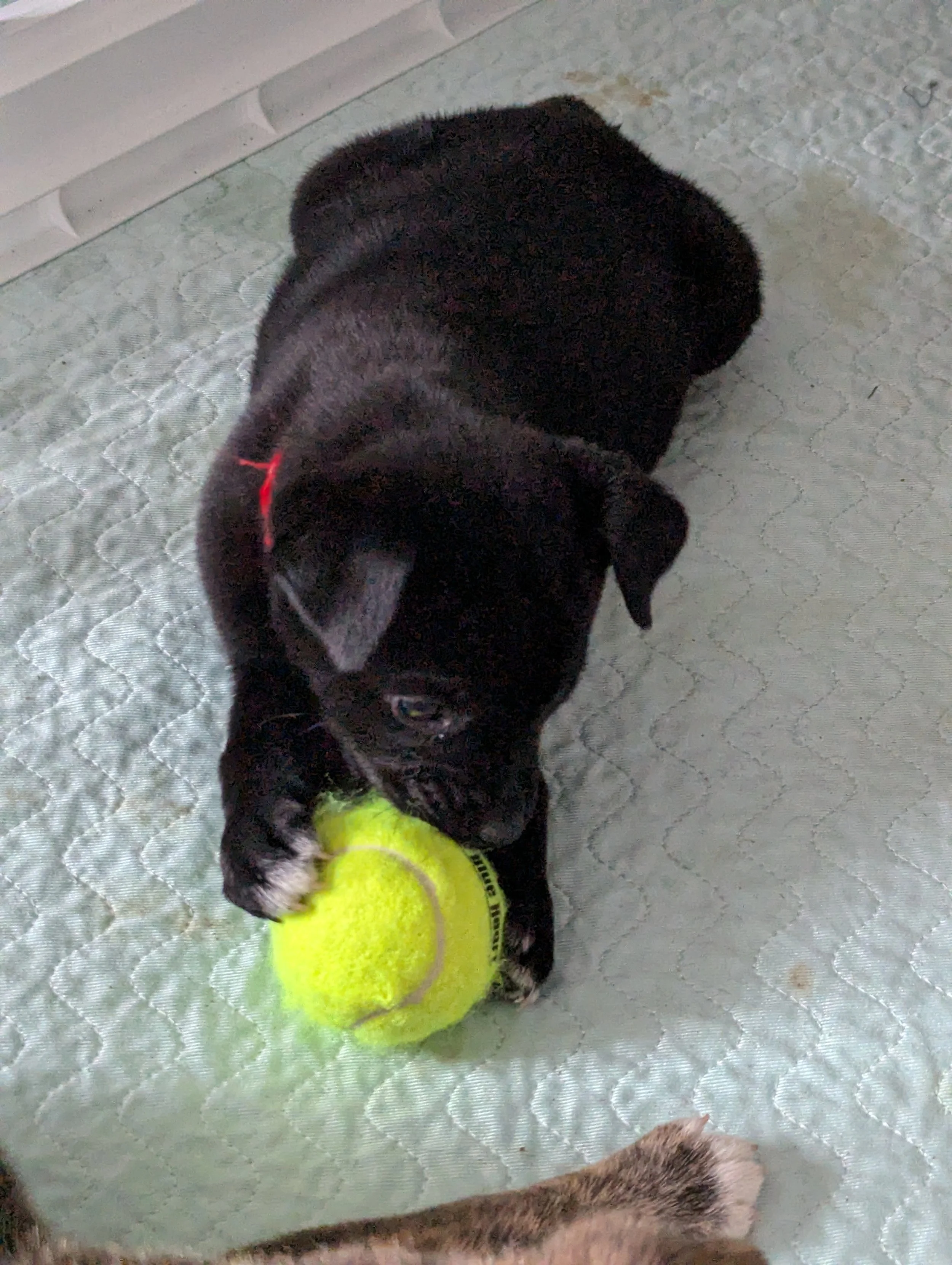 Winnie #2.jpg