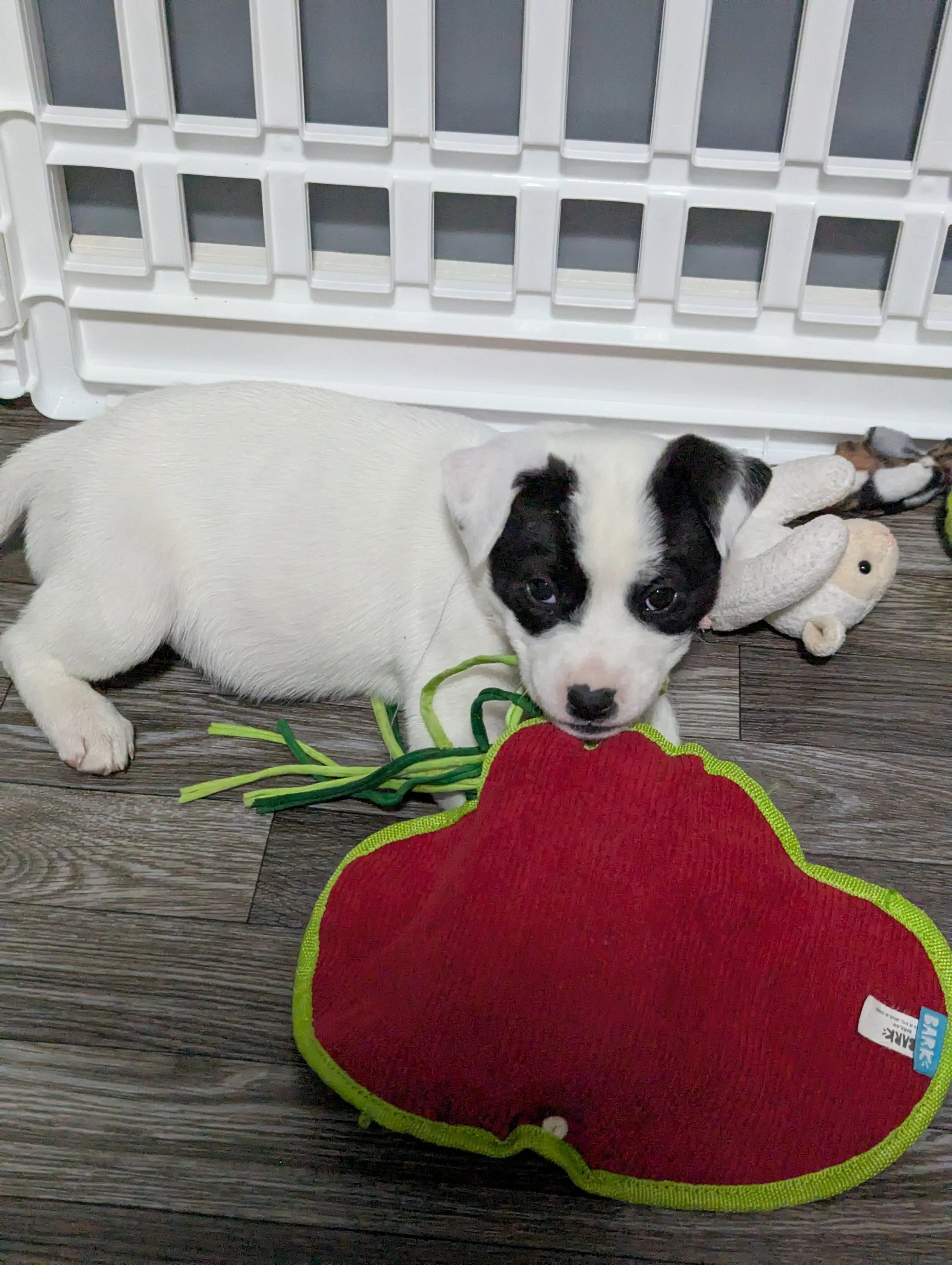 Piglet #3.jpg