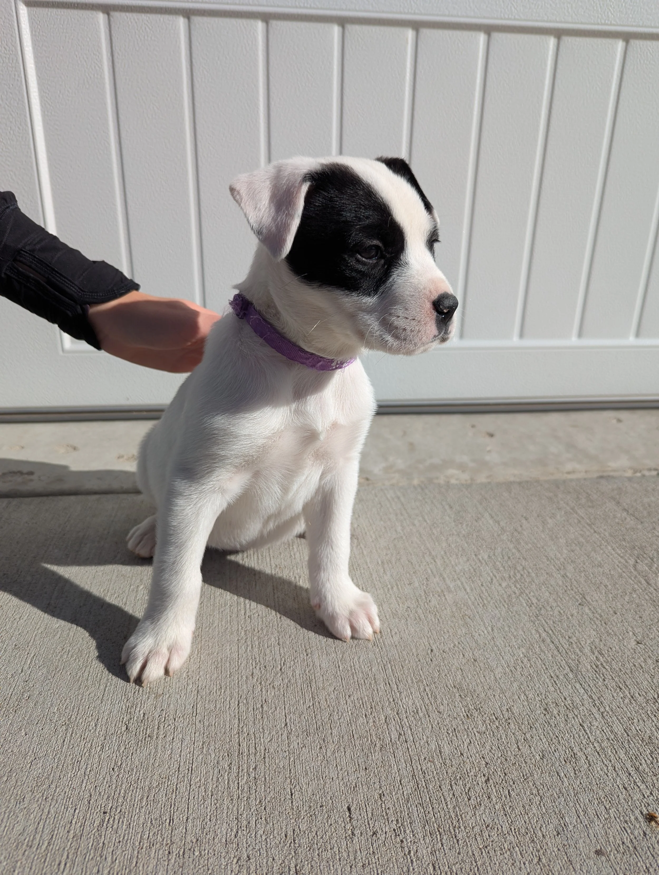 Piglet #5.jpg