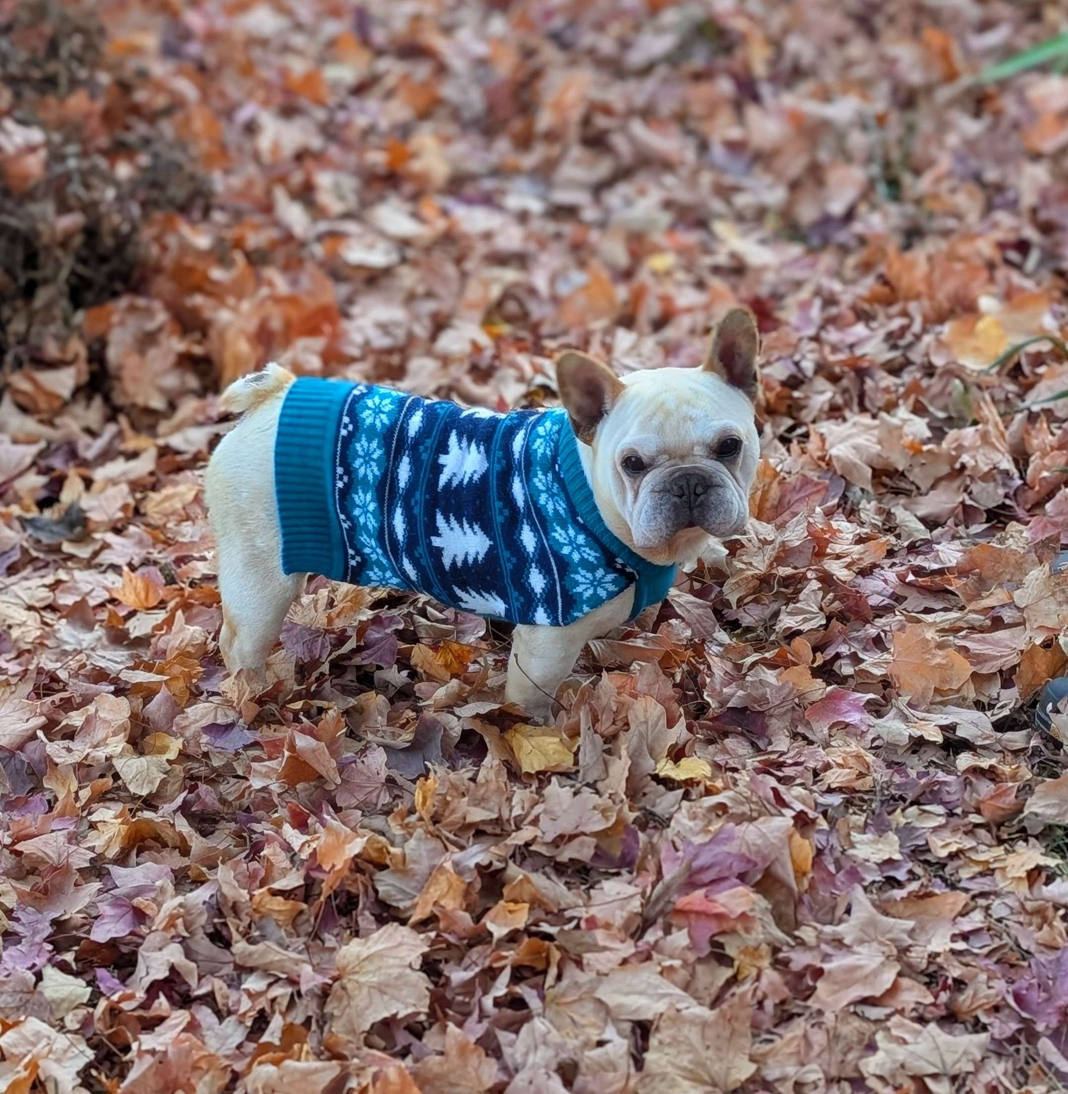 Autumn Petey.jpg
